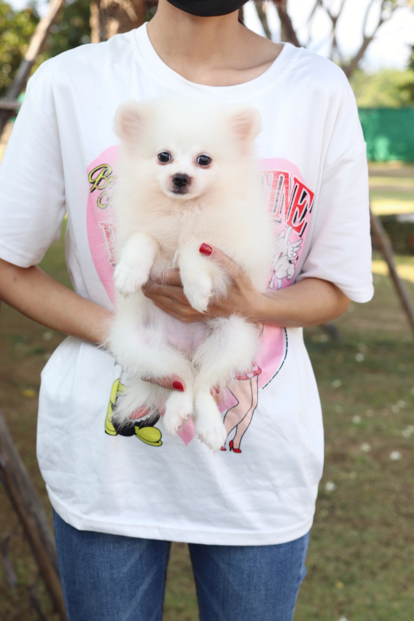 ปอมเมอเรเนียน เพศเมียสีขาวครีมสามเดือน