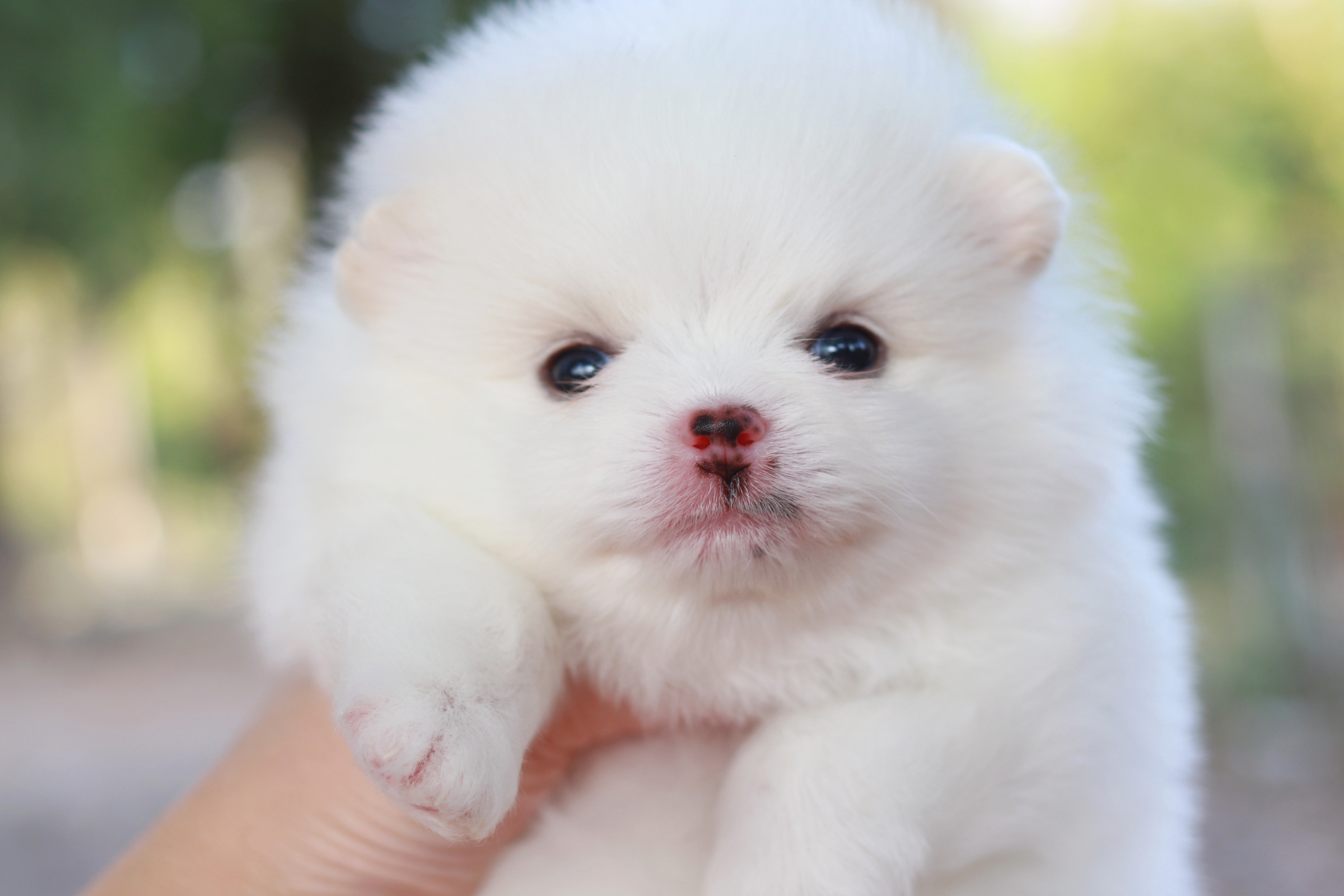 ปอมเมอเรเนียน เพศผู้ขาว