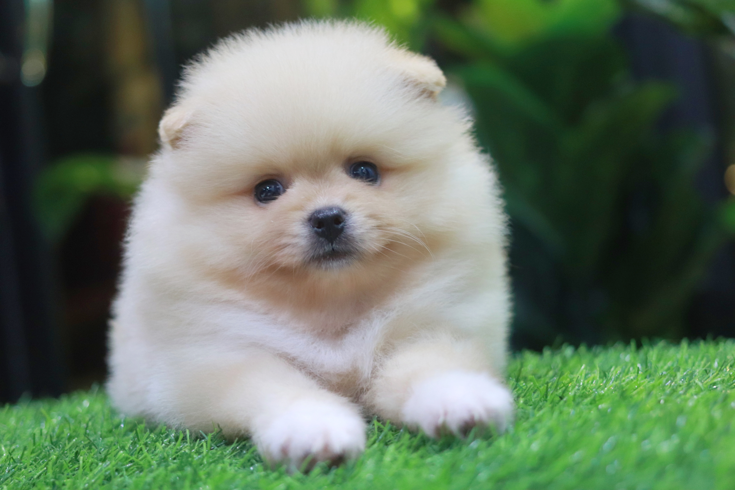 ปอมเมอเรเนียน เพศเมียสีครีม ขาแน่นๆ