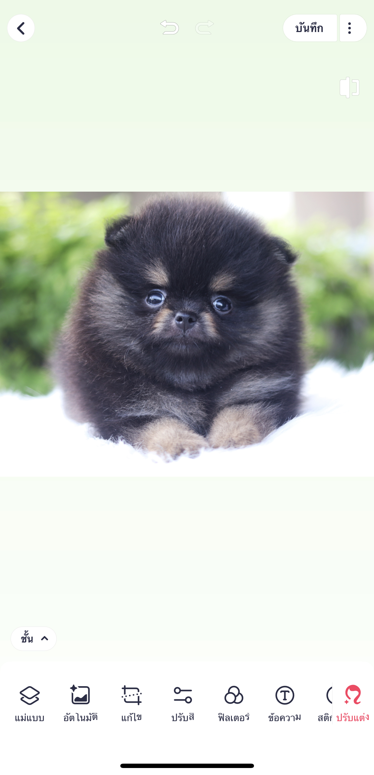 ปอมเมอเรเนียน เพศผู้สีแบล็คแทน