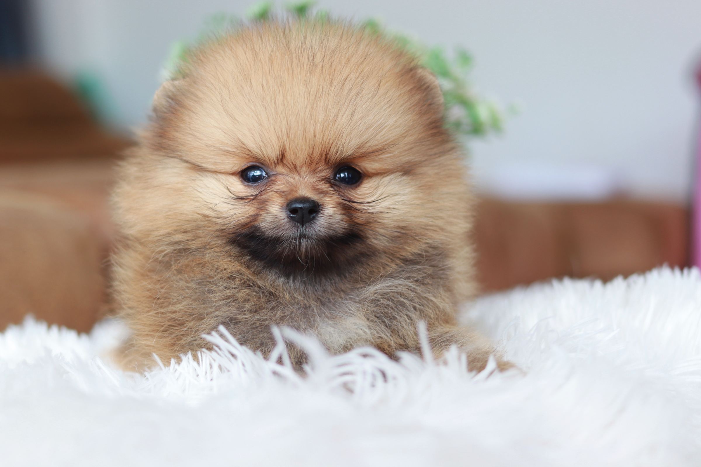 ปอมเมอเรเนียน เพศเมีย