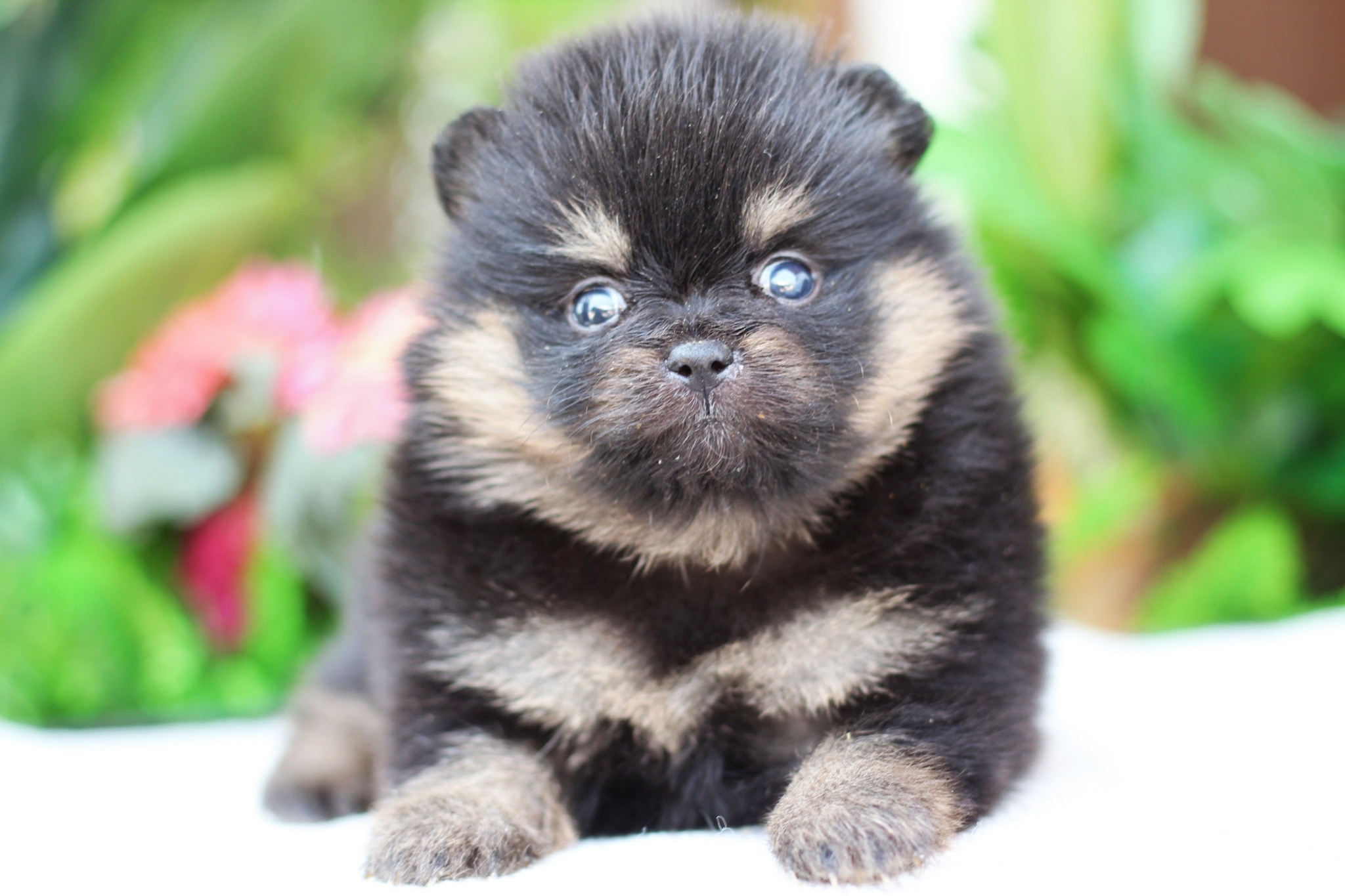 ปอมเมอเรเนียน เพศเมีย แบล็คแทน