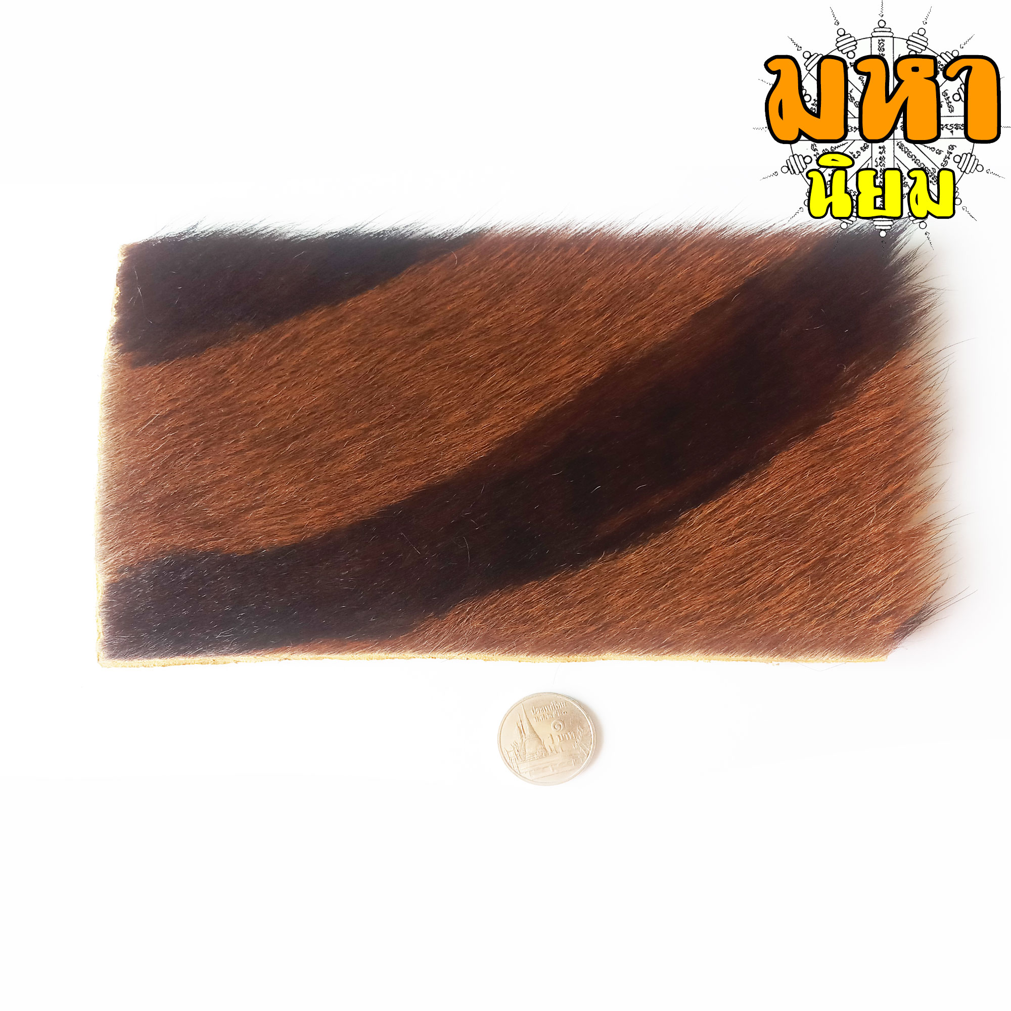 แผ่นหนังเสือ (เสือไฟ) ลงหมึกจารกำกับ ลายเสือหัวขาด หลวงพ่อไฉน วัดคุณากร จ.ขอนแก่น