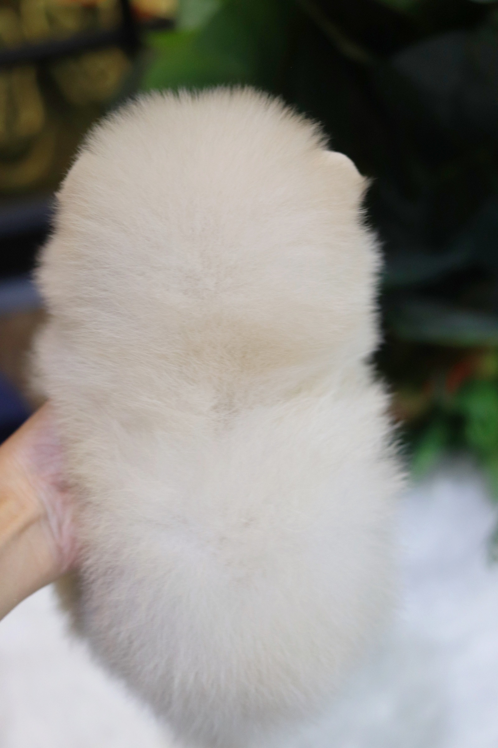 ปอมเมอเรเนียน เพศผู้ขาวครีม