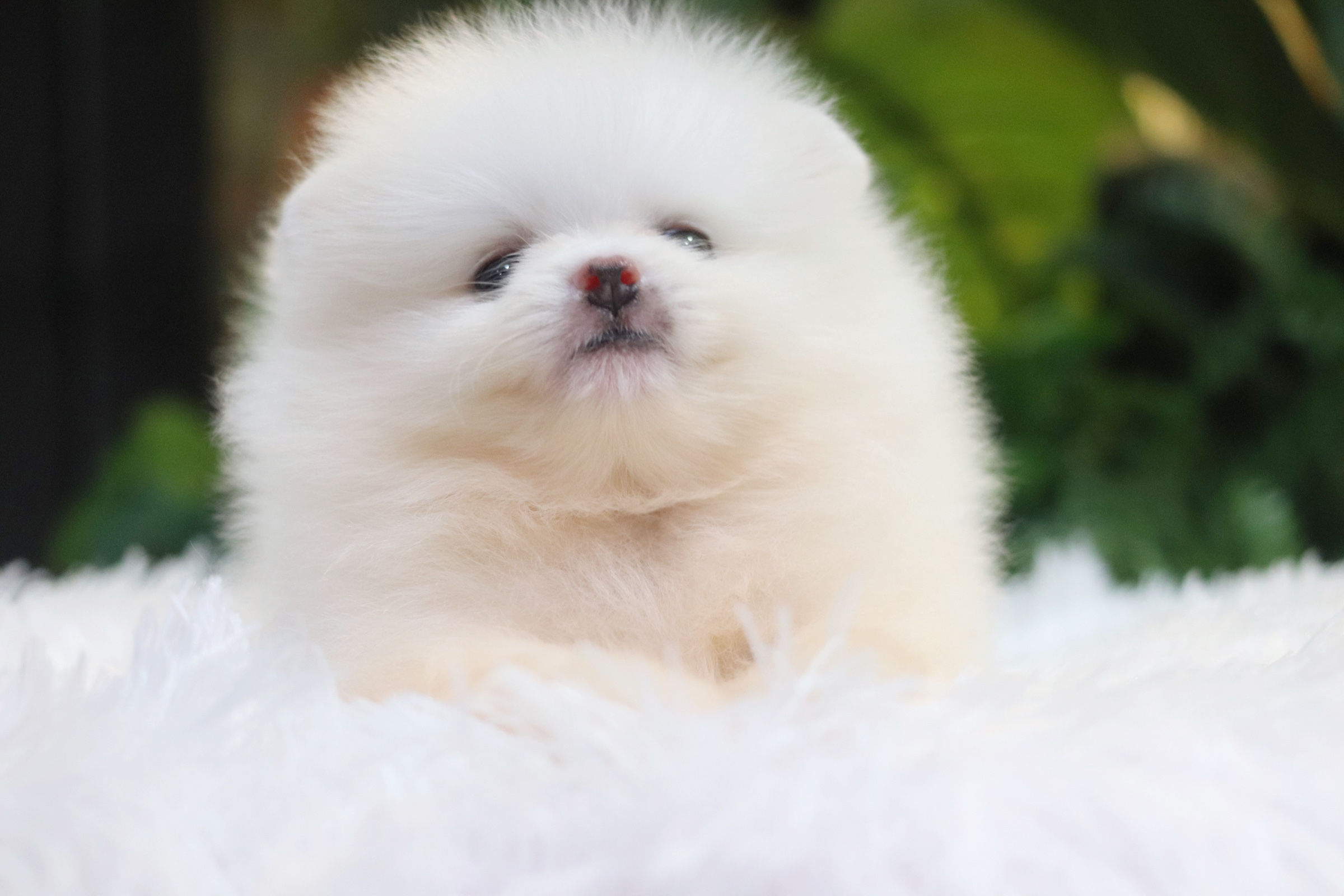 ปอมเมอเรเนียน เพศผู้ สีขาวครีม