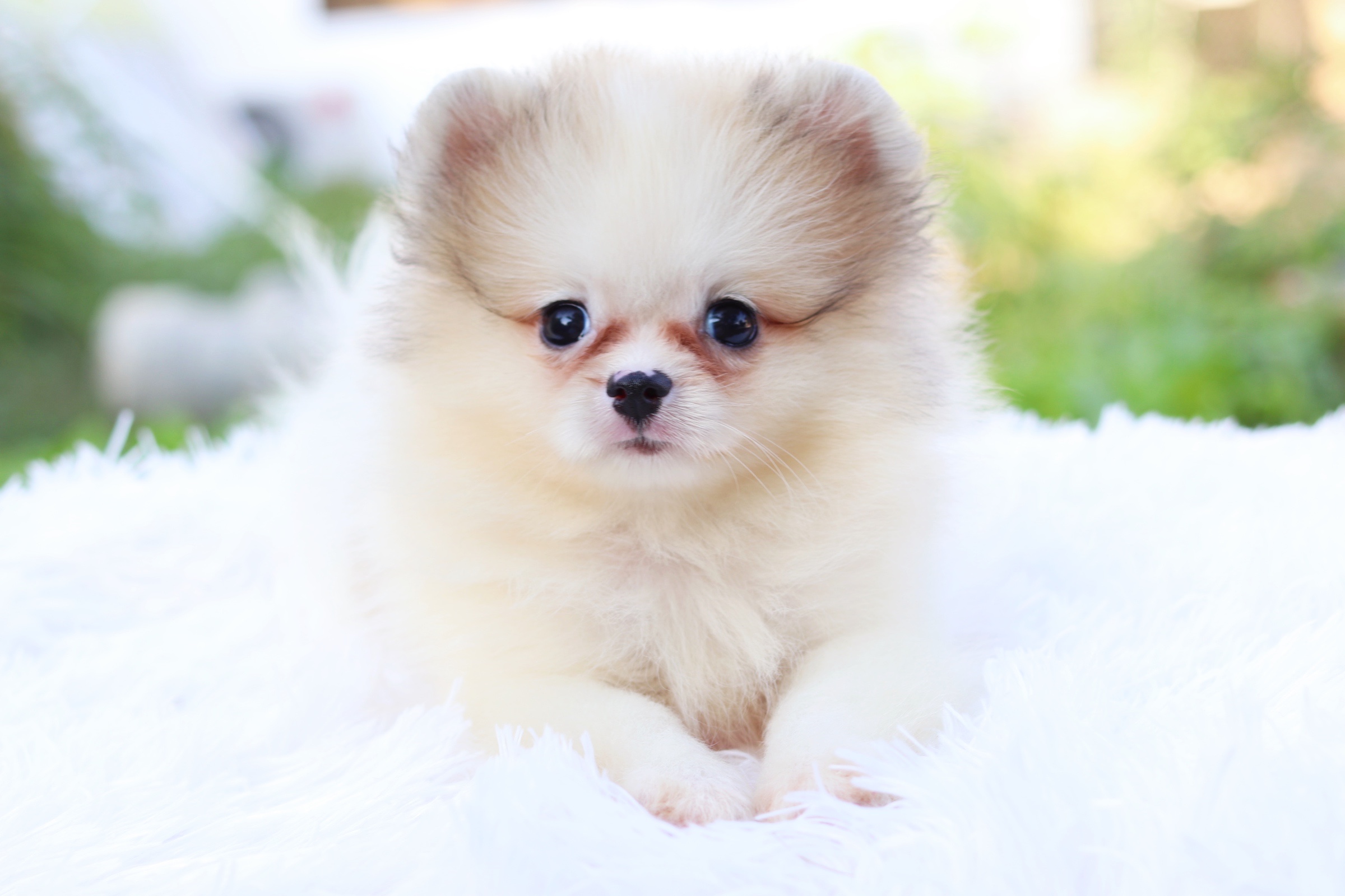 ปอมเมอเรเนียน เพศเมียแฟนซี