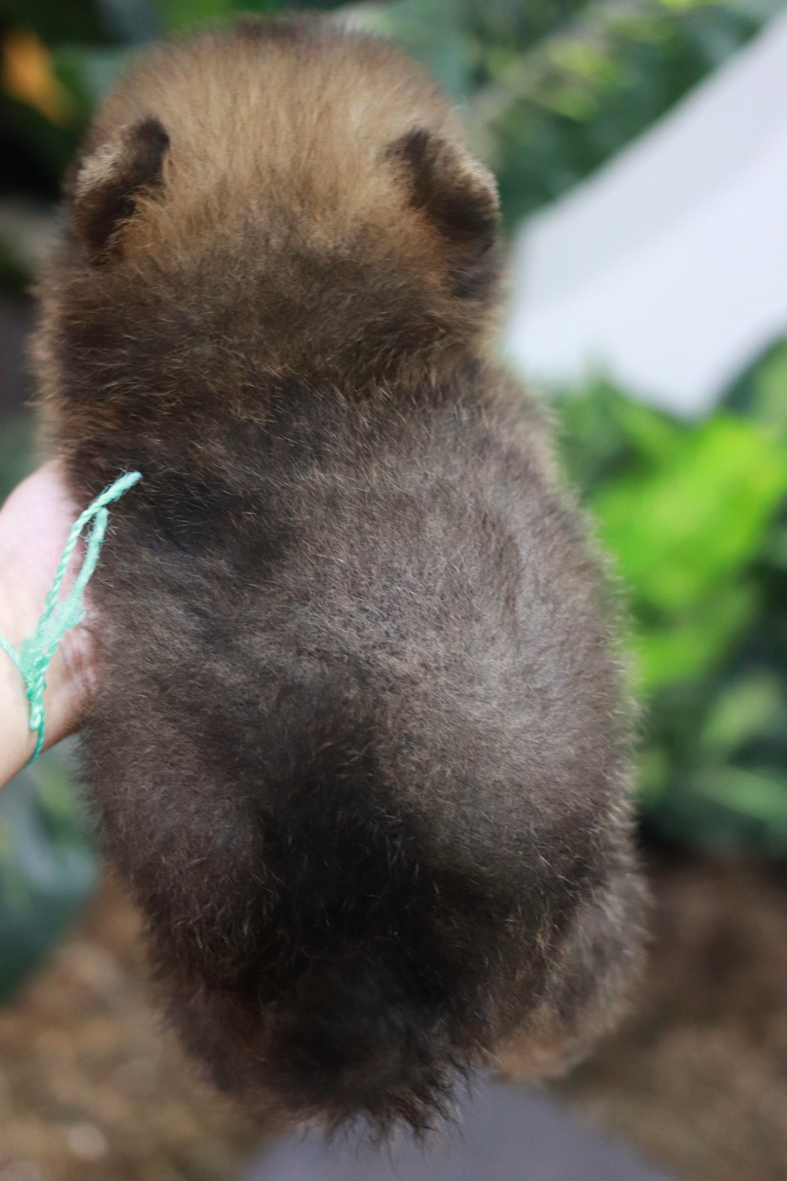 ปอมเมอเรเนียน เพศผู้