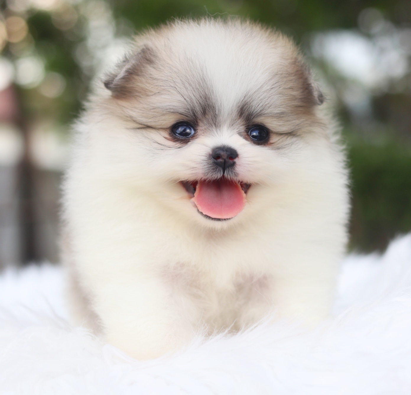 ปอมเมอเรเนียน เพศเมียสีแฟนซีเกรดโชว์