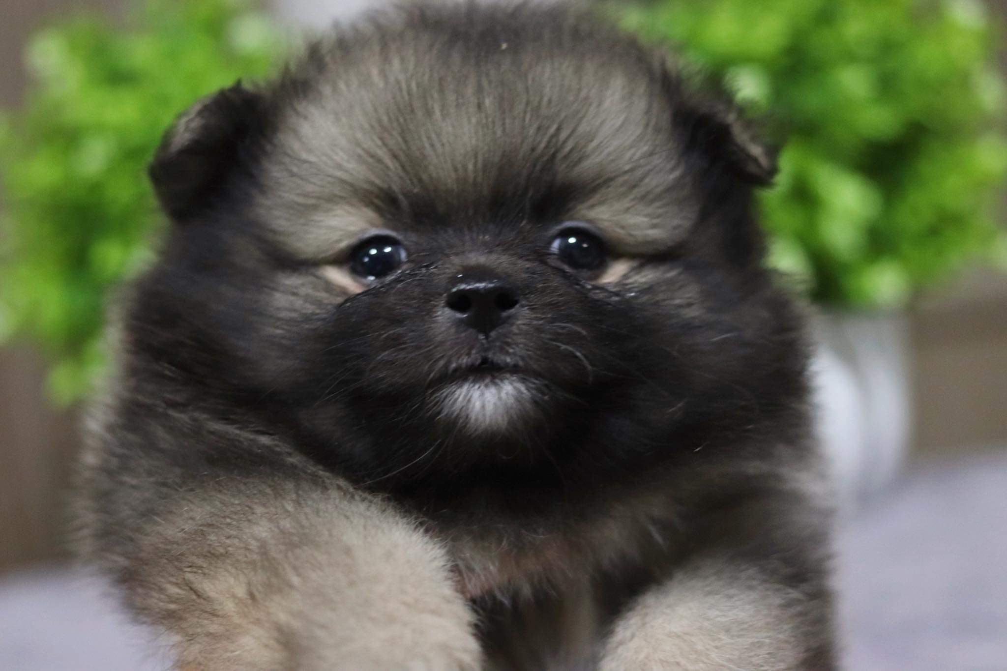 ปอมเมอเรเนียน เพศผู้