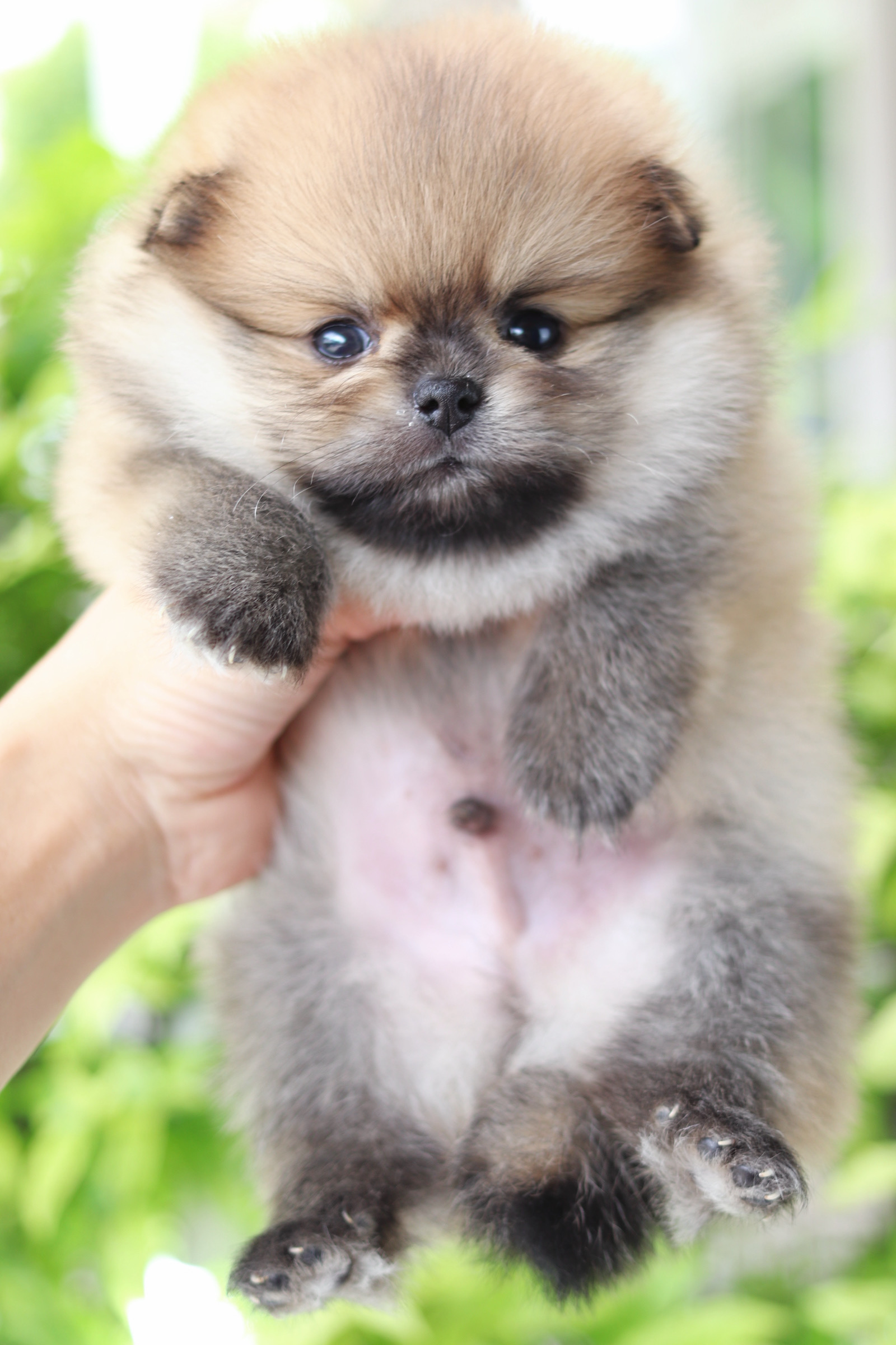 ปอมเมอเรเนียน เพศผู้สีส้ม เกรดโชว์