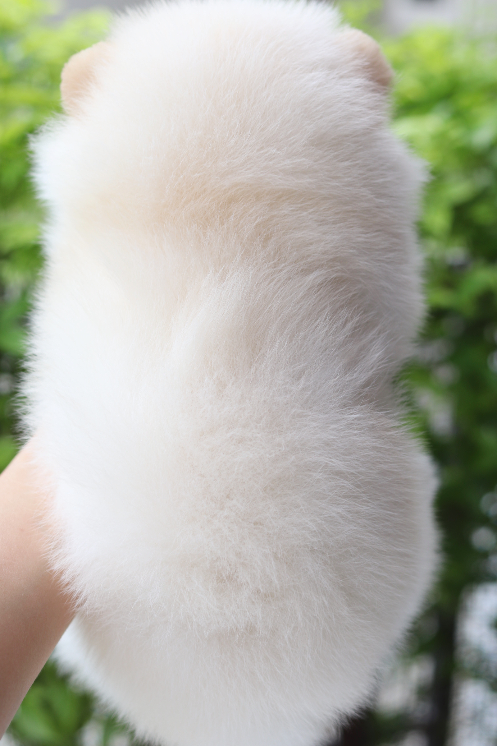 ปอมเมอเรเนียน เพศผู้สีขาวครีม