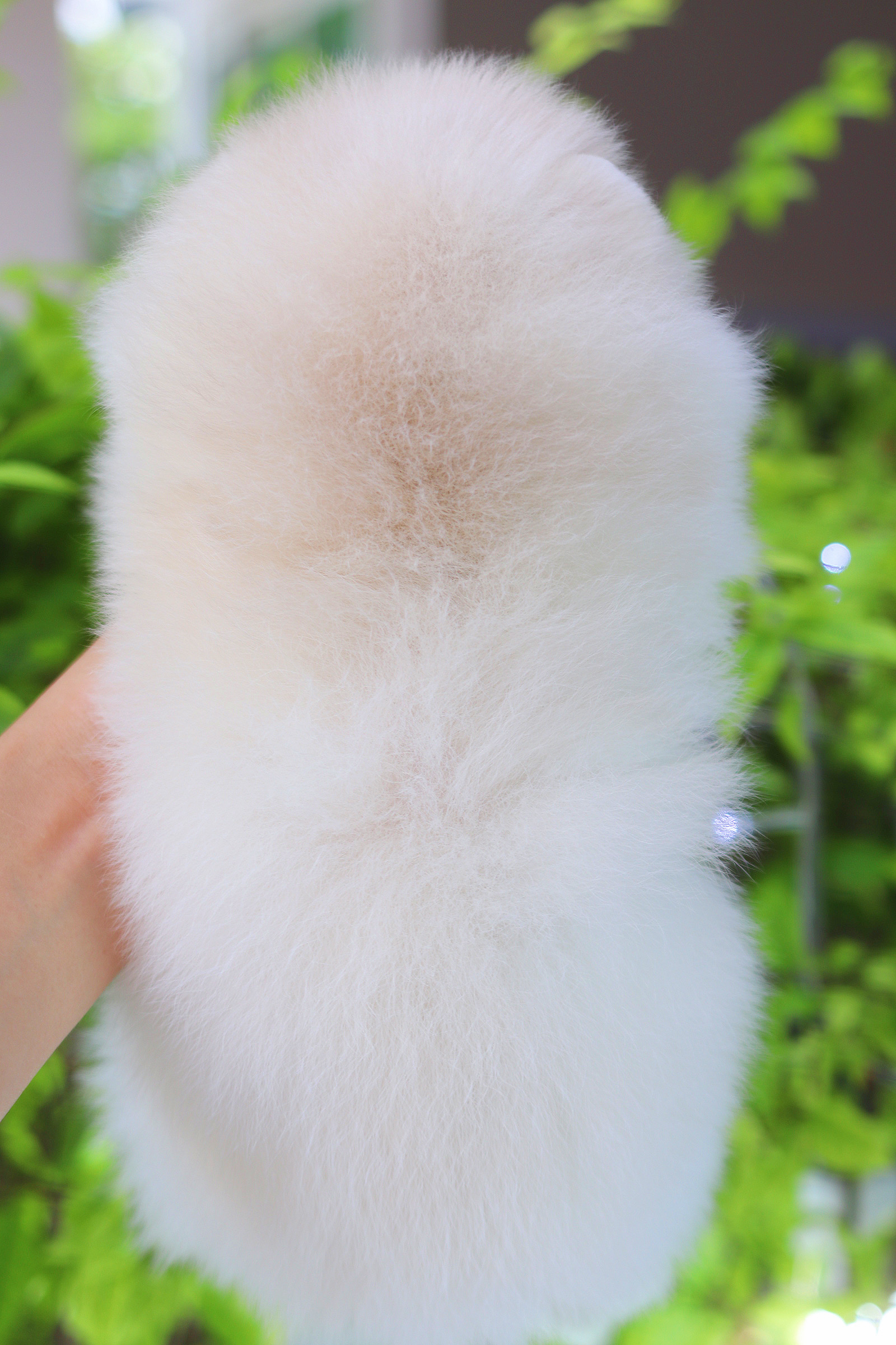 ปอมเมอเรเนียน เพศเมียสีขาวครีม เกรดโชว์