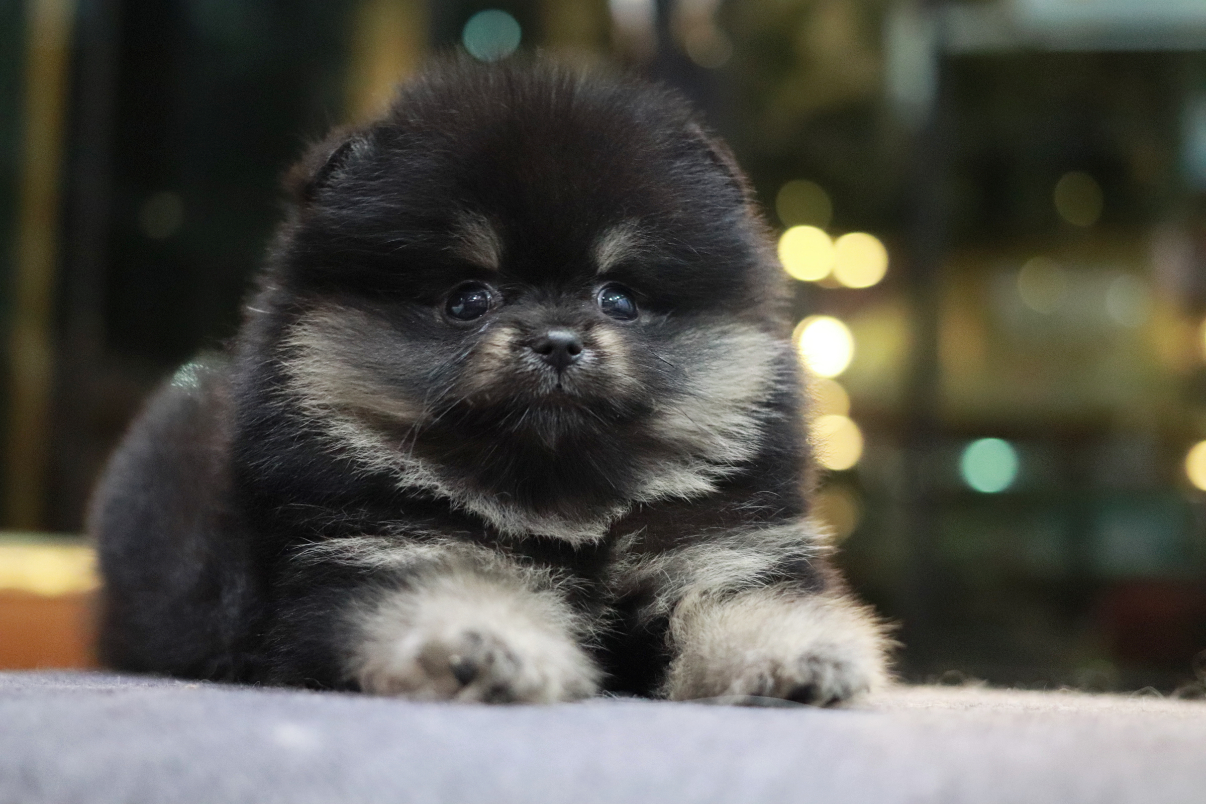 ปอมเมอเรเนียน เพศผู้ แบล็คแทน