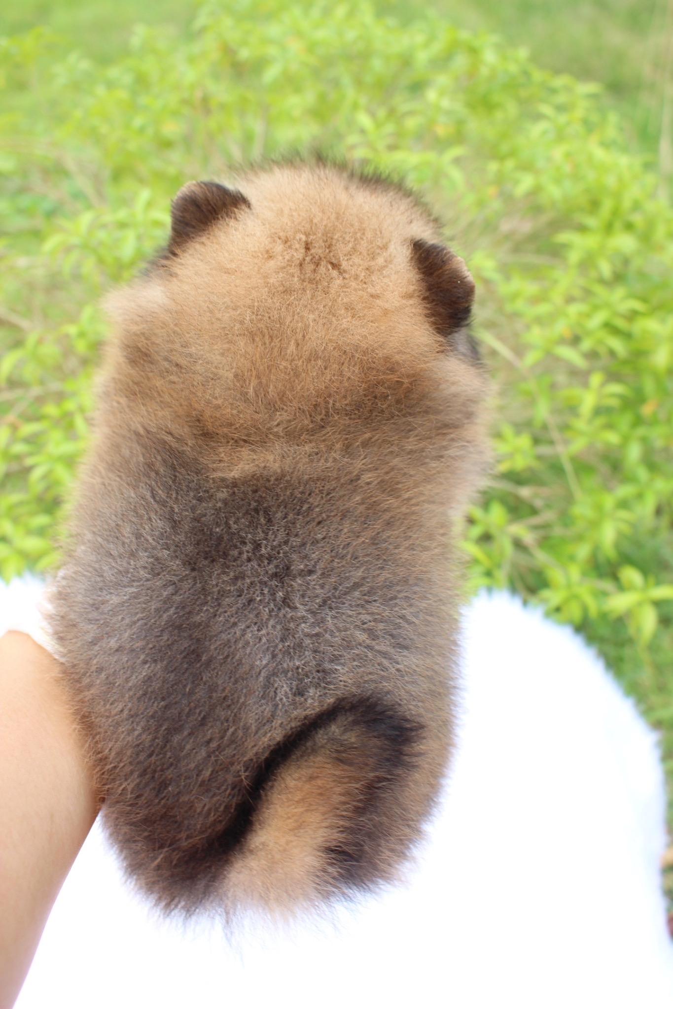 ปอมเมอเรเนียน เพศเมีย สีส้ม