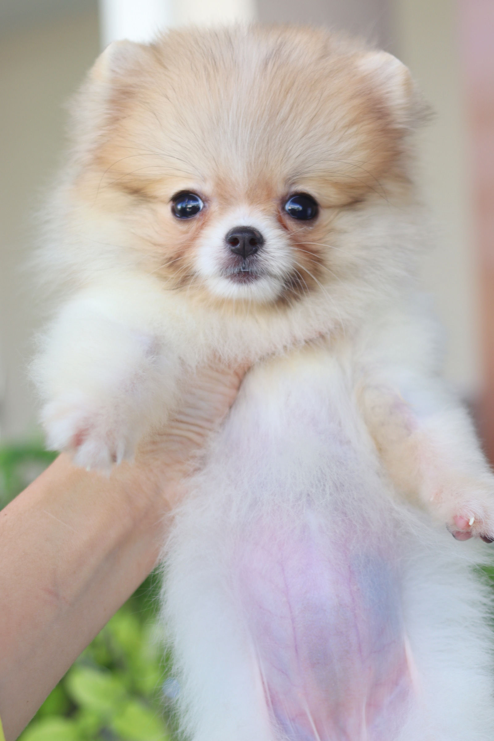 ปอมเมอเรเนียน เพศเมียแฟนซี