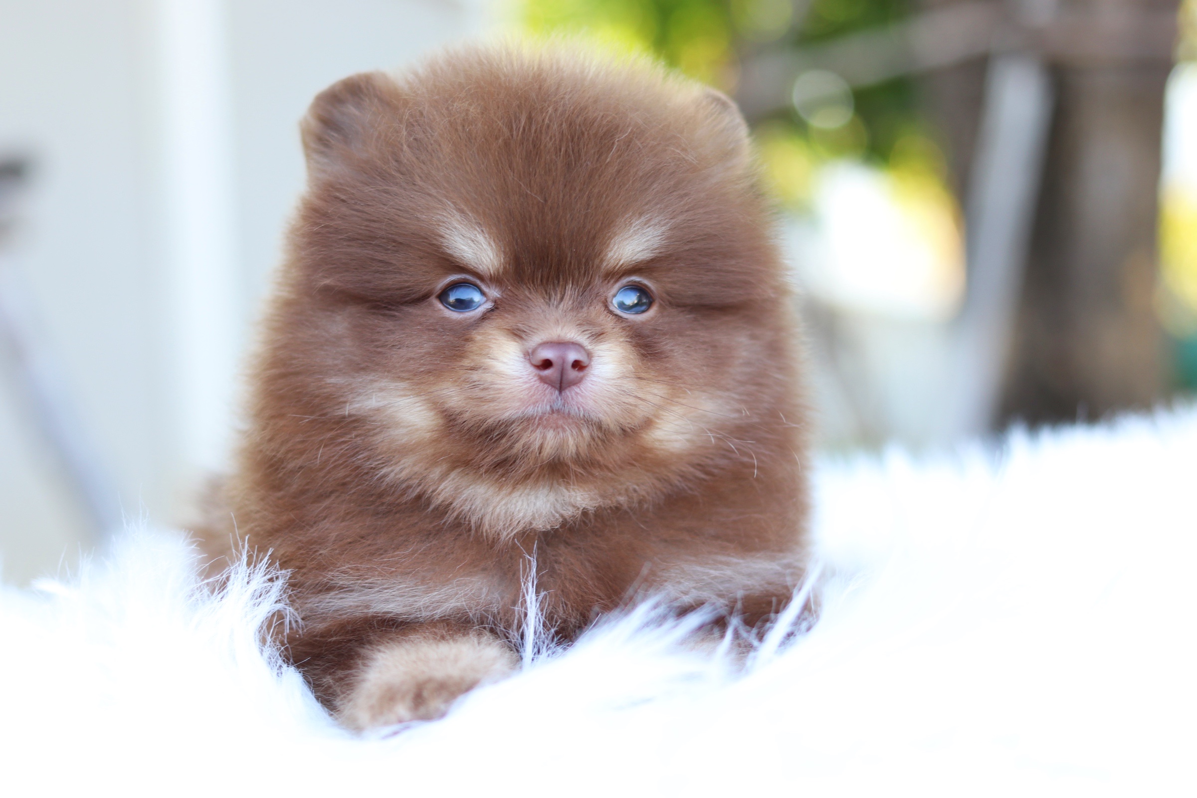 ปอมเมอเรเนียน เพศผู้สีช็อคแทน