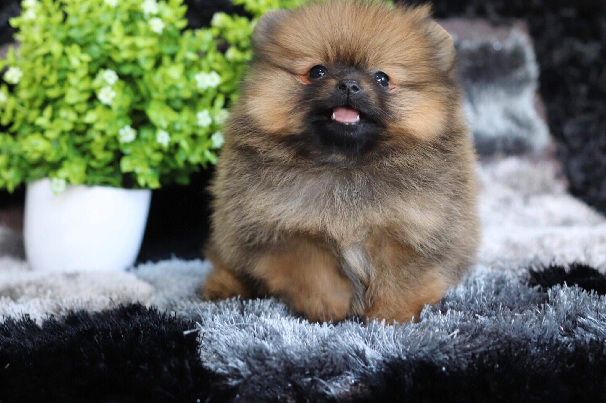 ปอมเมอเรเนียน เพศเมีย