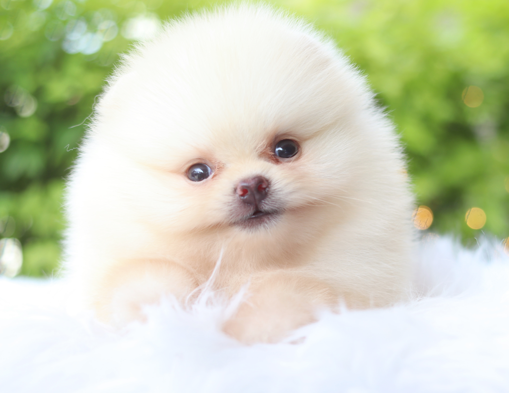 ปอมเมอเรเนียน เพศผู้สีครีม