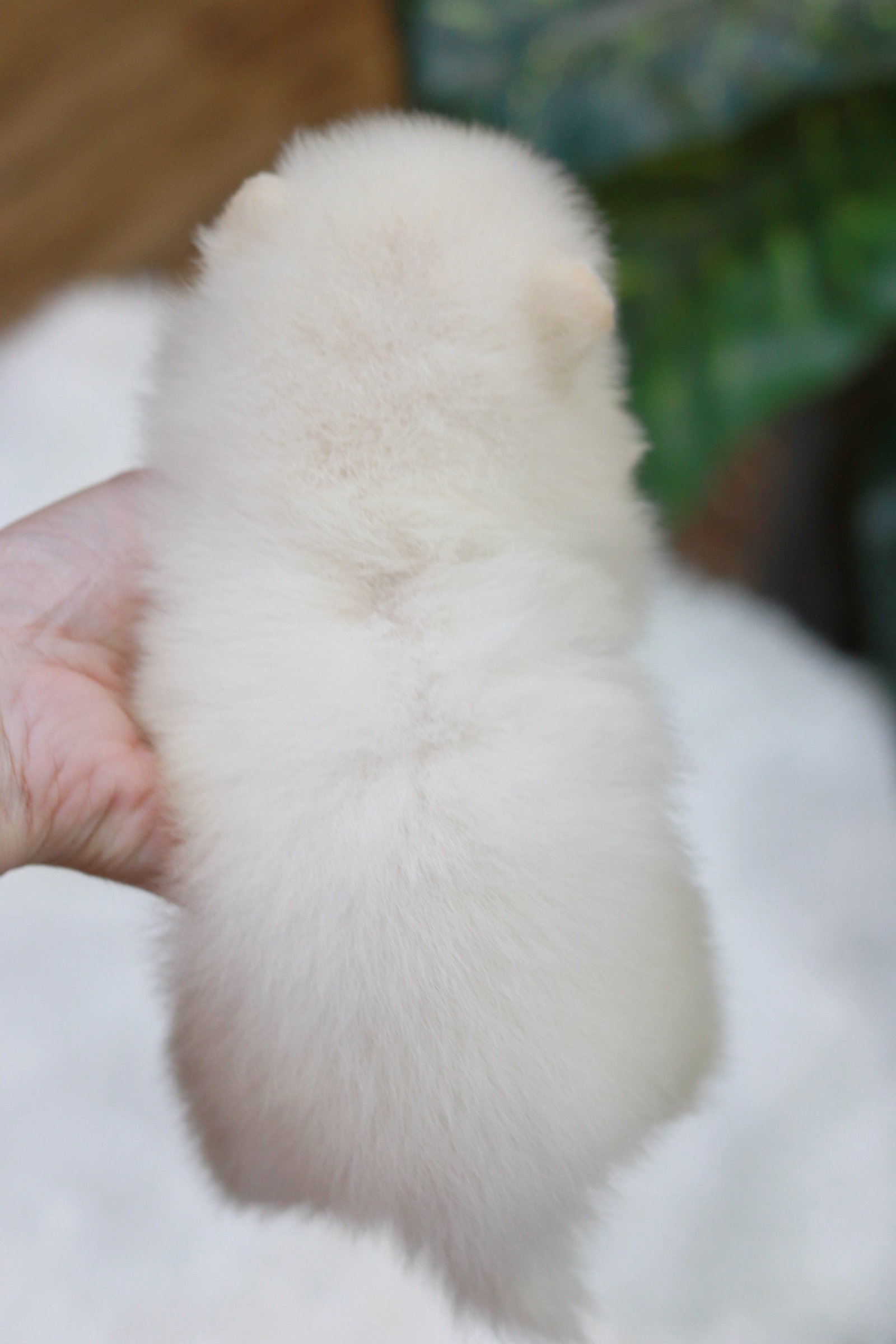 ปอมเมอเรเนียน เพศเมีย