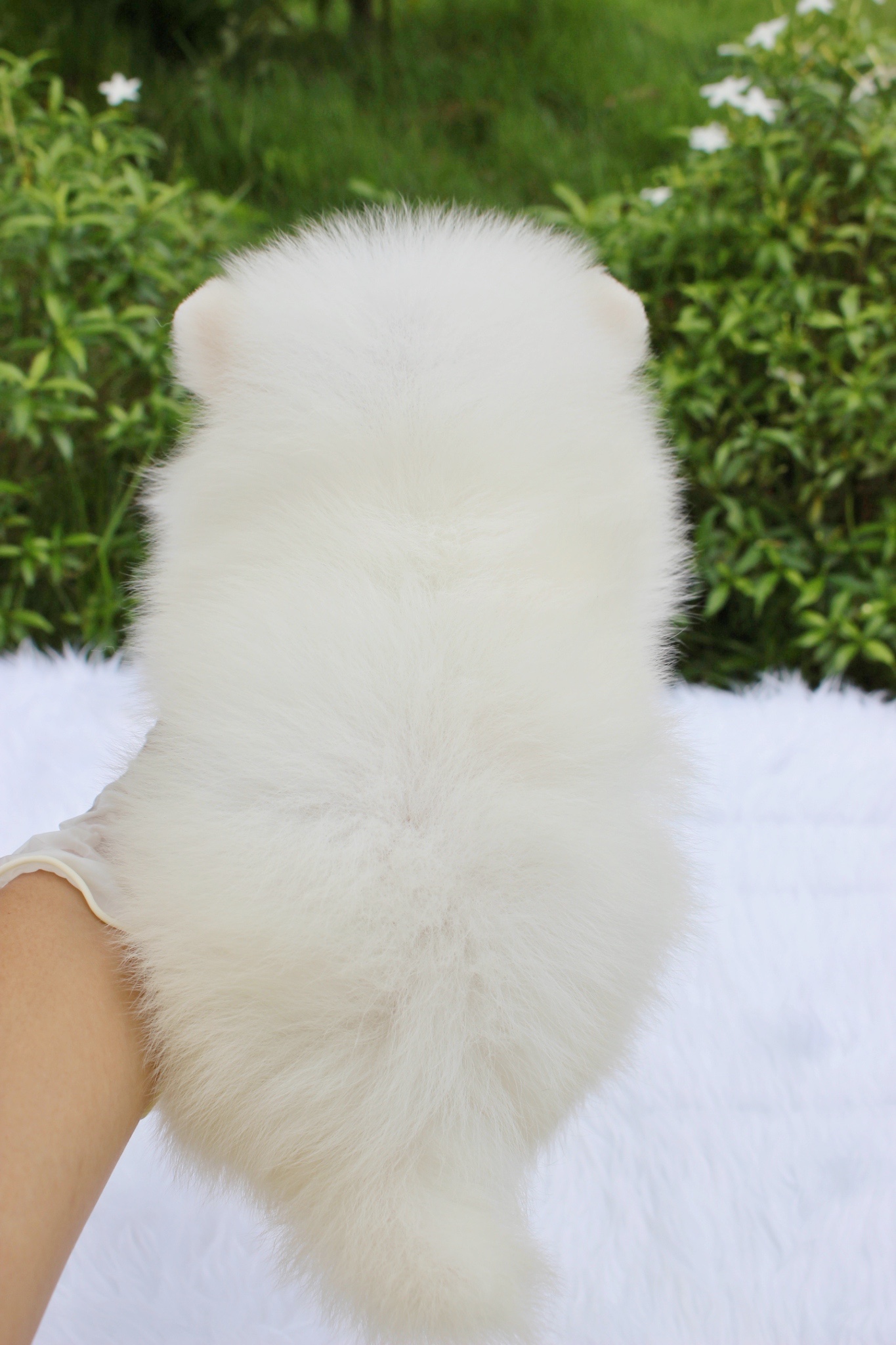 ปอมเมอเรเนียน เพศเมียขาวครีม