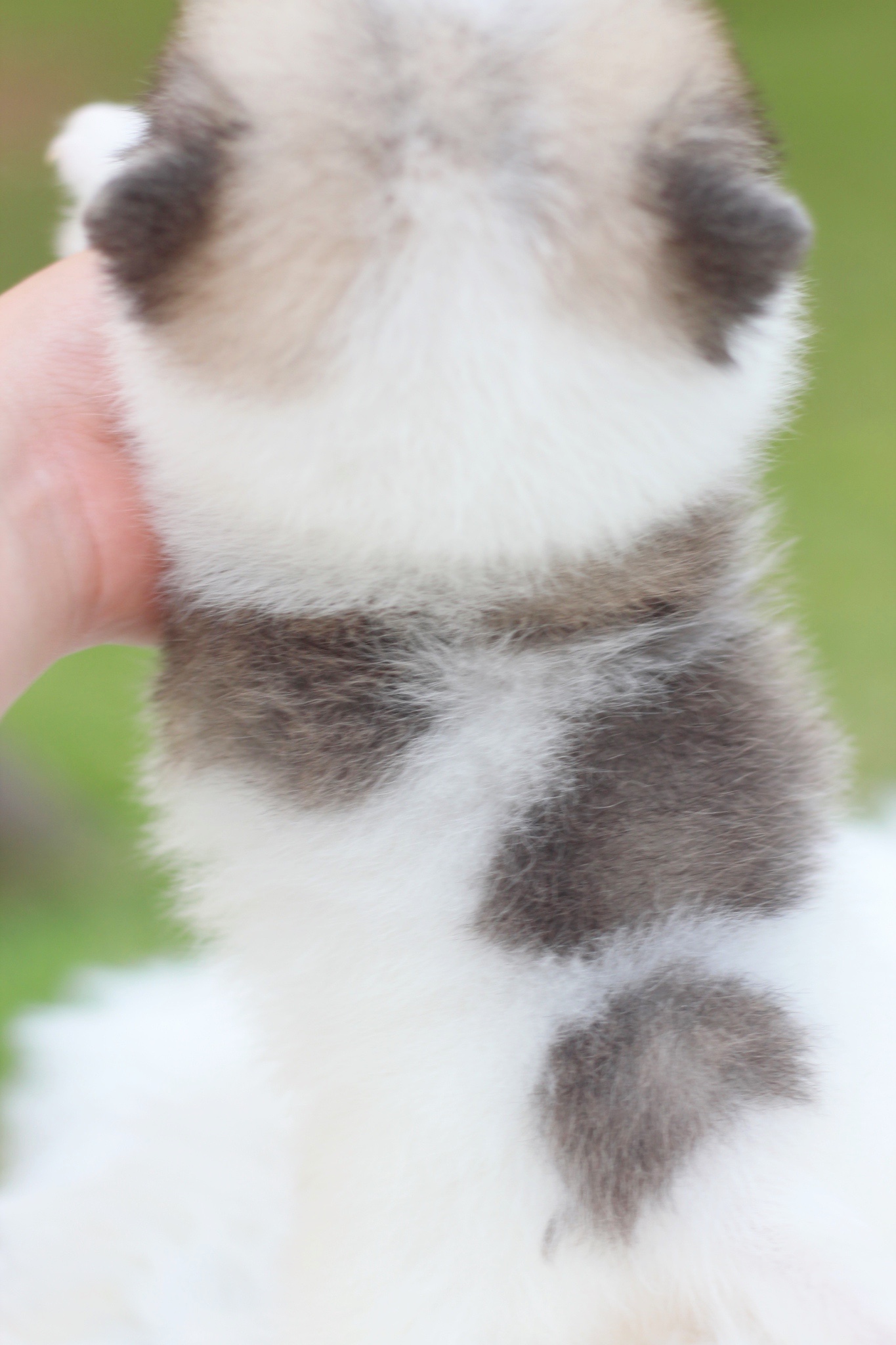 ปอมเมอเรเนียน เพศผู้ สีแฟนซี