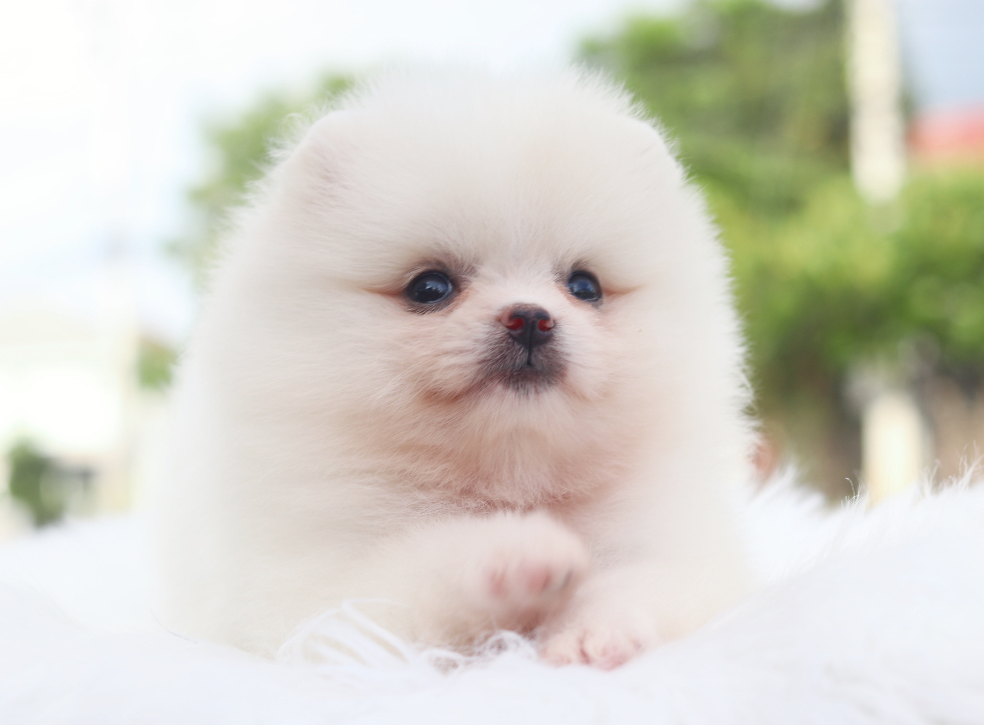 ปอมเมอเรเนียน เพศเมียสีขาวครีม