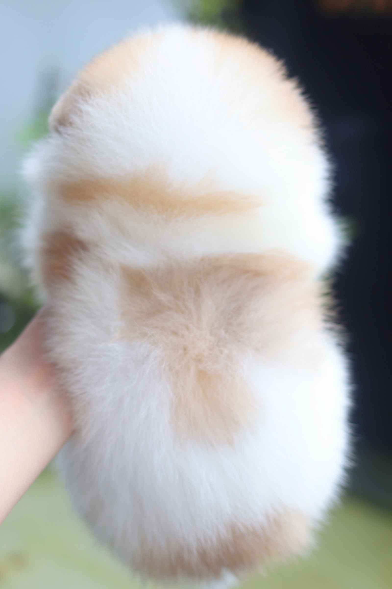 ปอมเมอเรเนียน เพศผู้สีแฟนซีเกรดโชว์