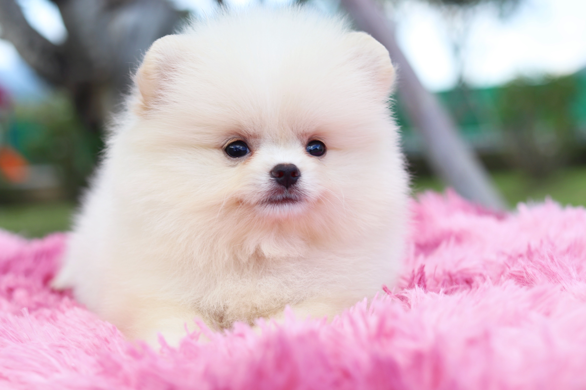 ปอมเมอเรเนียน เพศเมีย สีขาวครีม ไซส์เล็ก