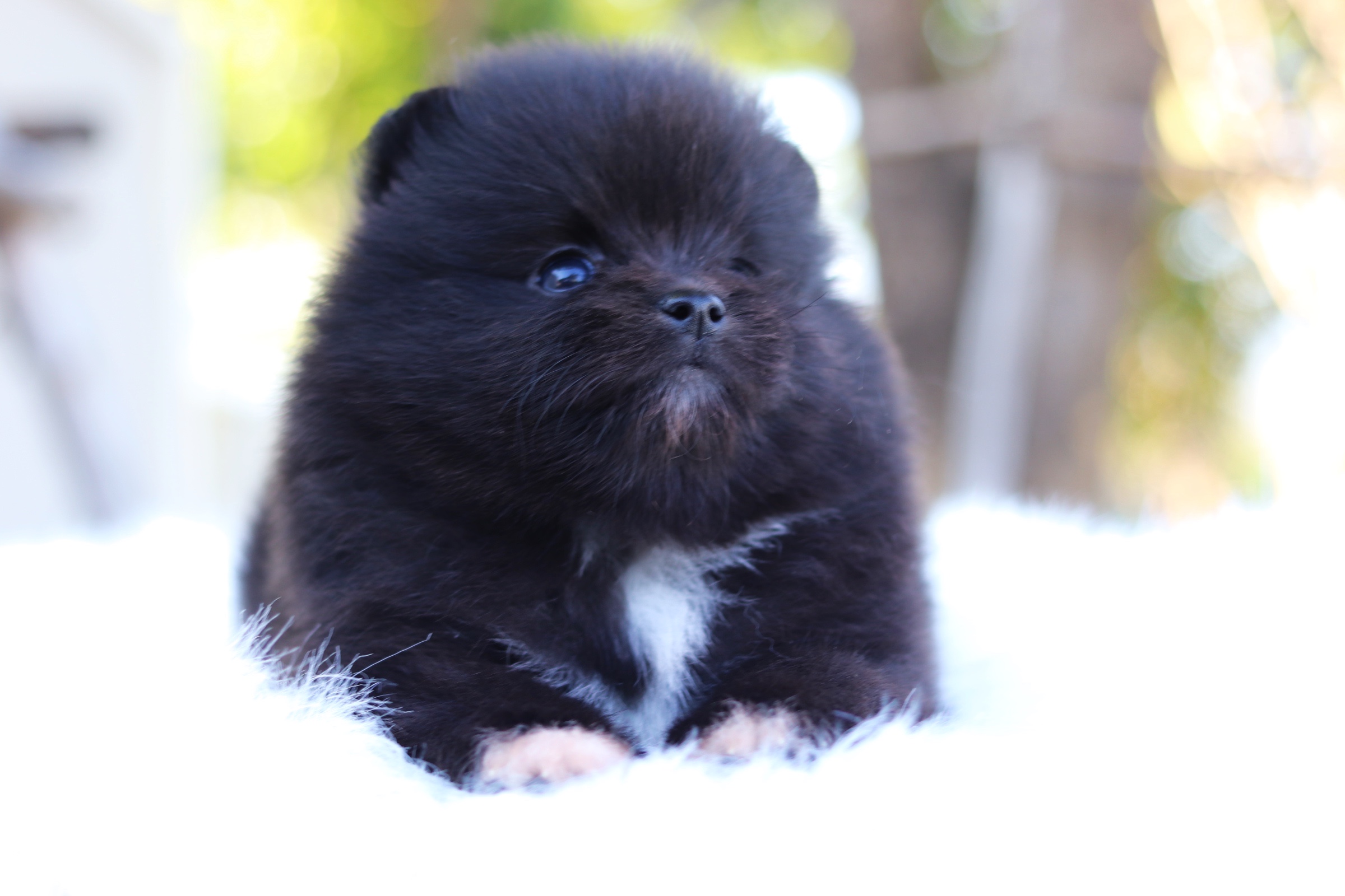 ปอมเมอเรเนียน เพศ ผู้สีดำ ขนแน่นๆ