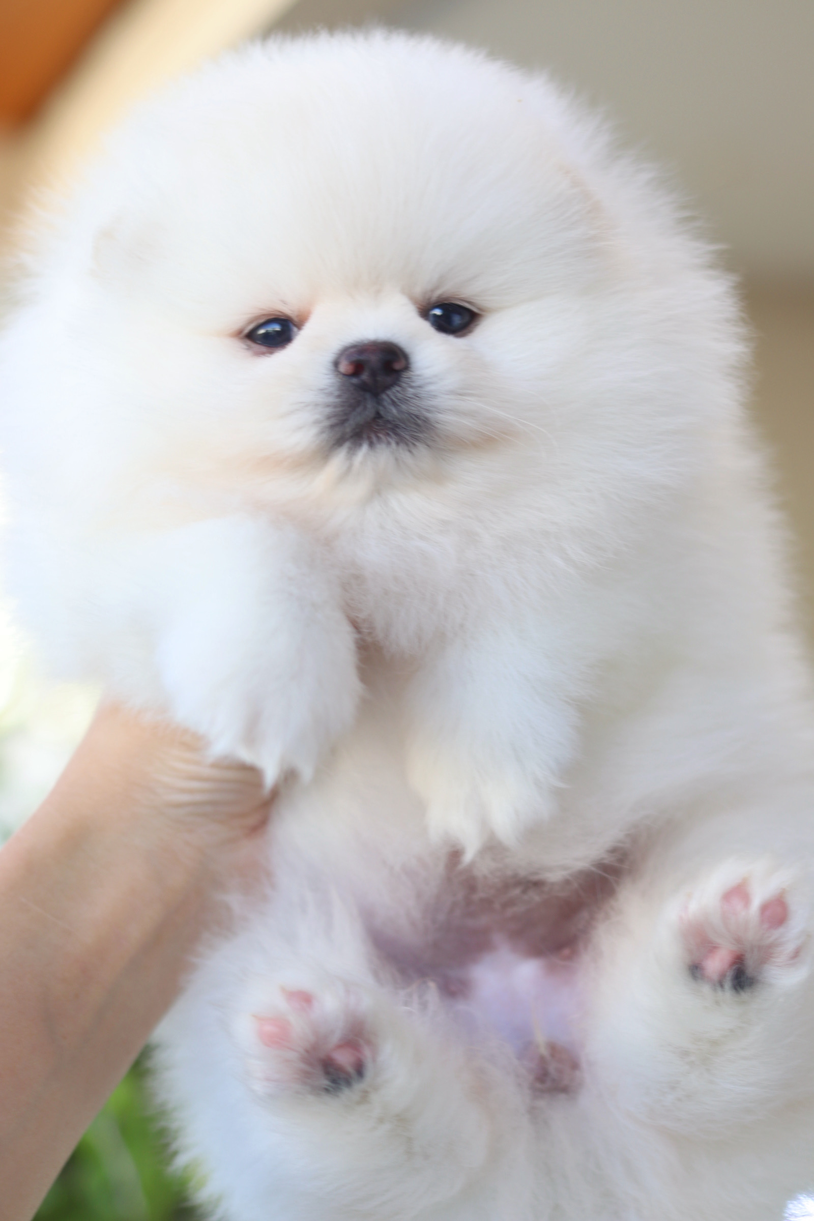 ปอมเมอเรเนียน เพศเมีย สีขาวครีม