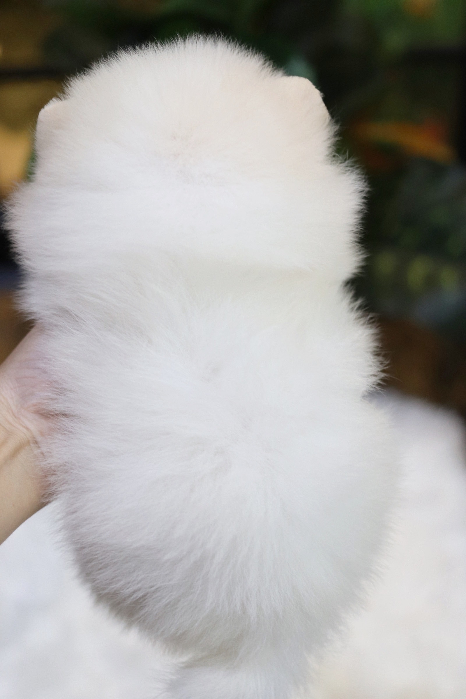 ปอมเมอเรเนียน เพศผู้ ขาวครีม