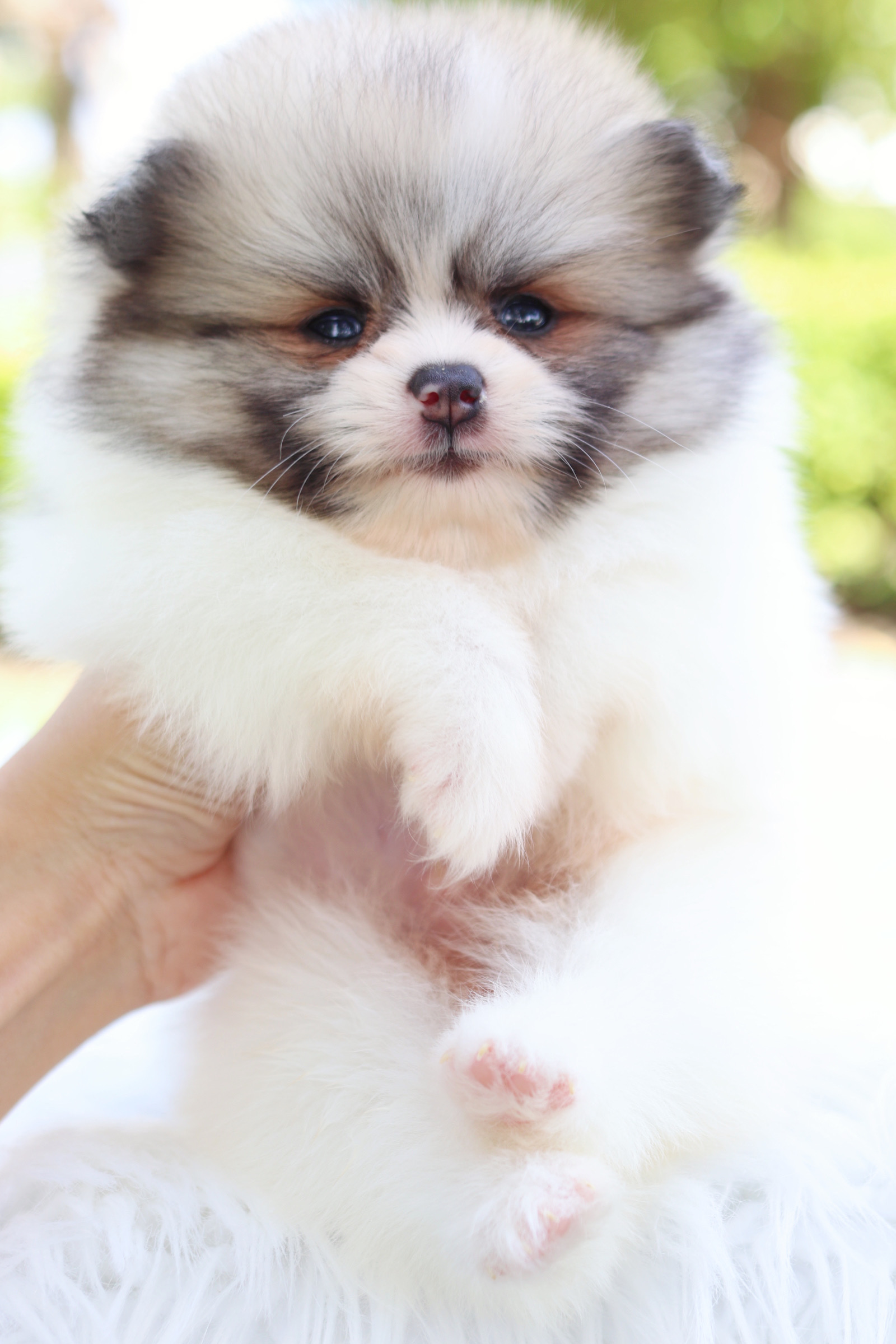 ปอมเมอเรเนียน เพศผู้สีแฟนซี