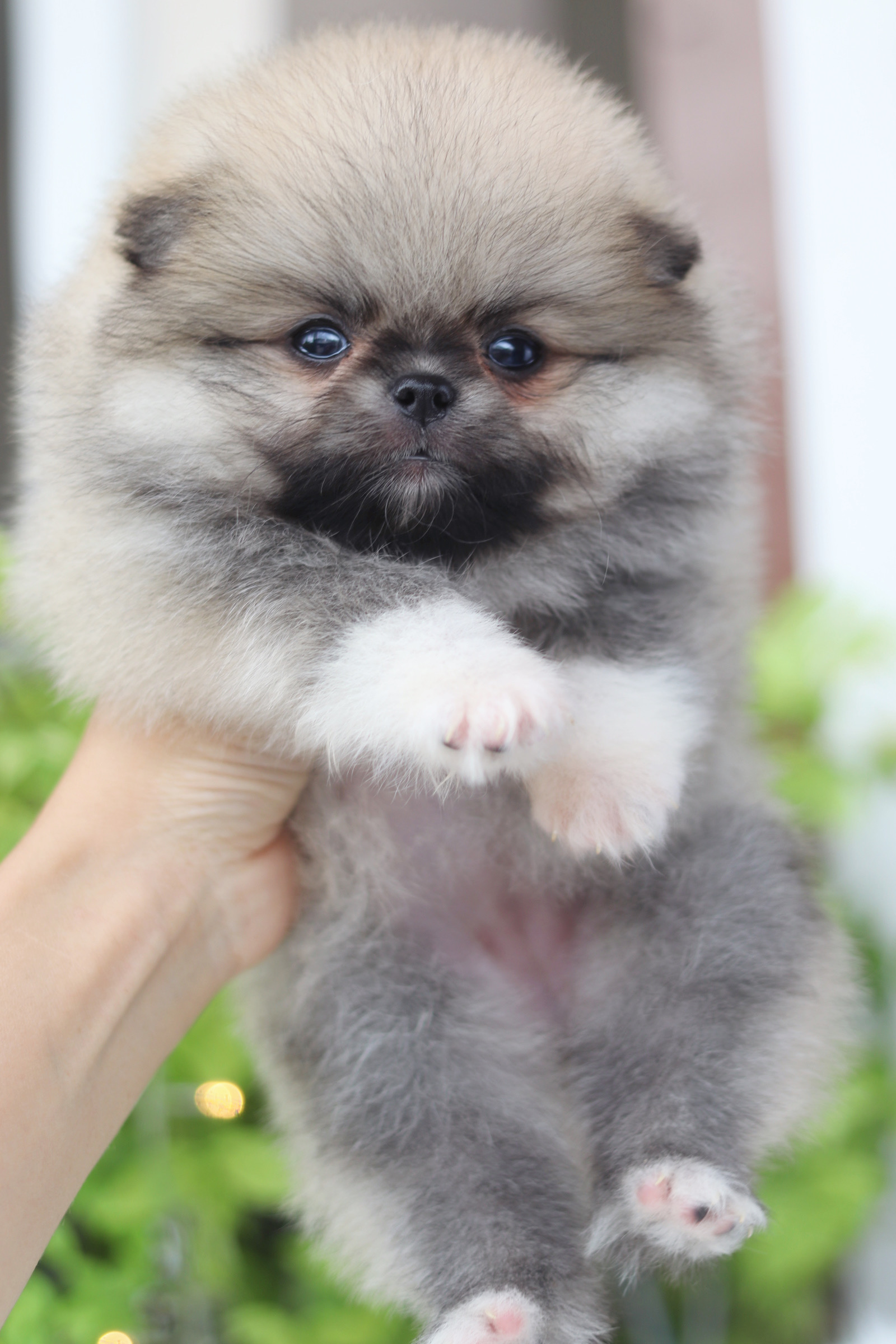 ปอมเมอเรเนียน เพศเมียสีส้ม