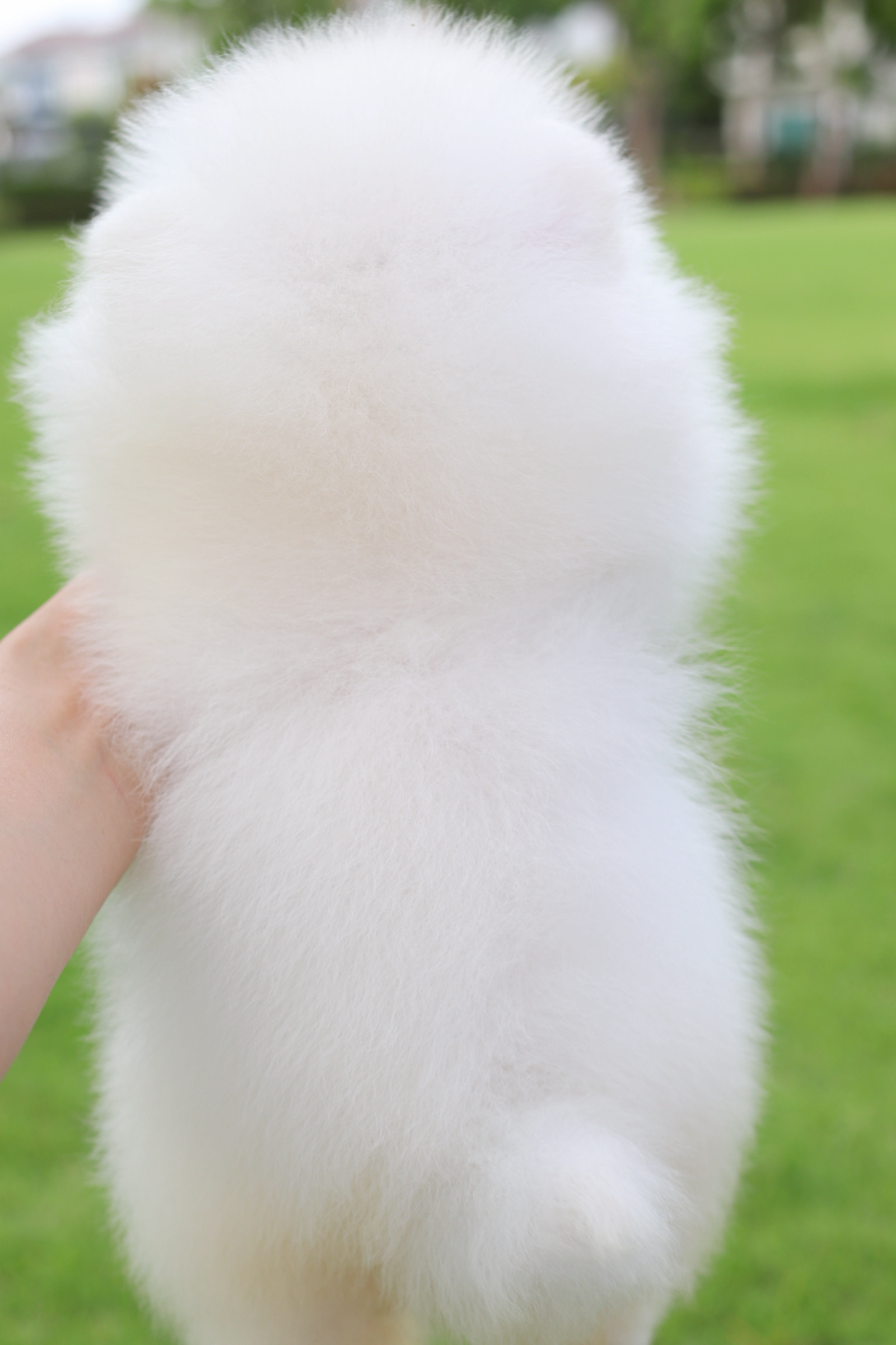 ปอมเมอเรเนียน เพศเมียสีขาวครีม เกรดโขว์