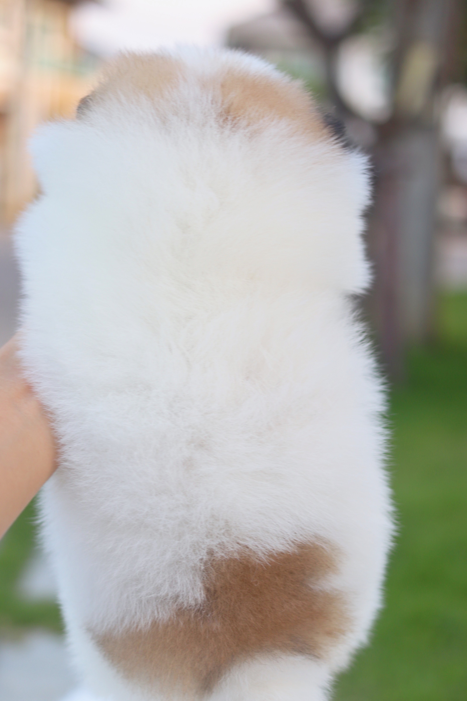 ปอมเมอเรเนียน เพศผู้ สีแฟนซี