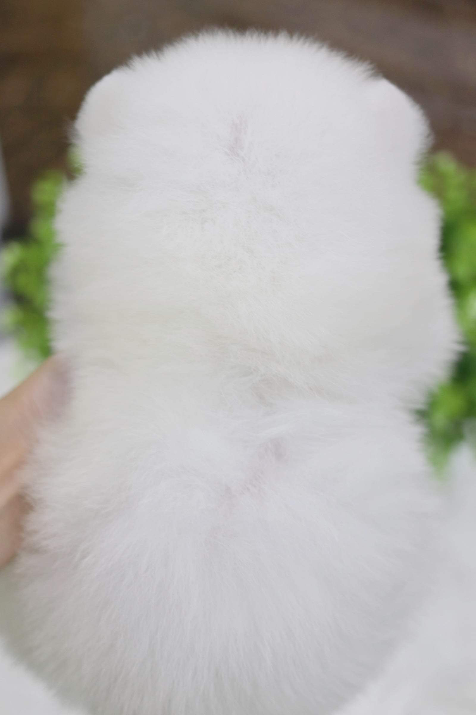 ปอมเมอเรเนียน เพศผู้