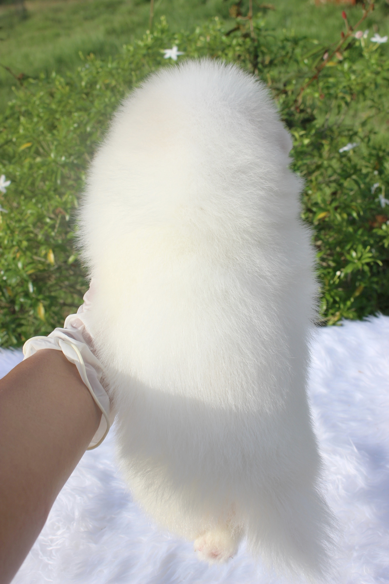 ปอมเมอเรเนียน เพศผู้ขาวครีม