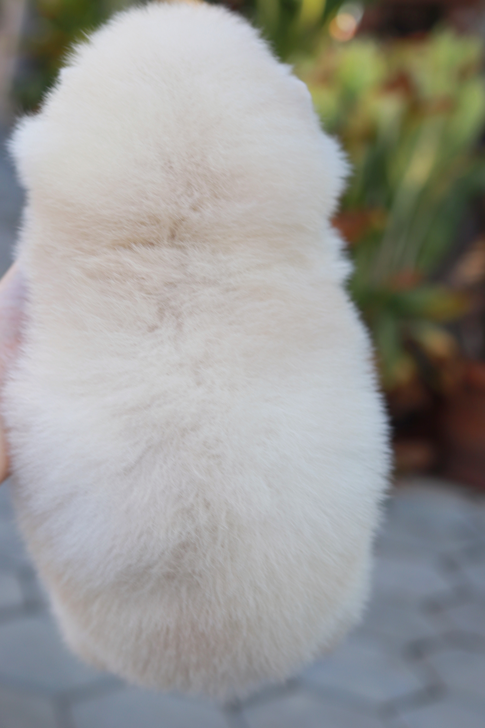 ปอมเมอเรเนียน เพศเมีย