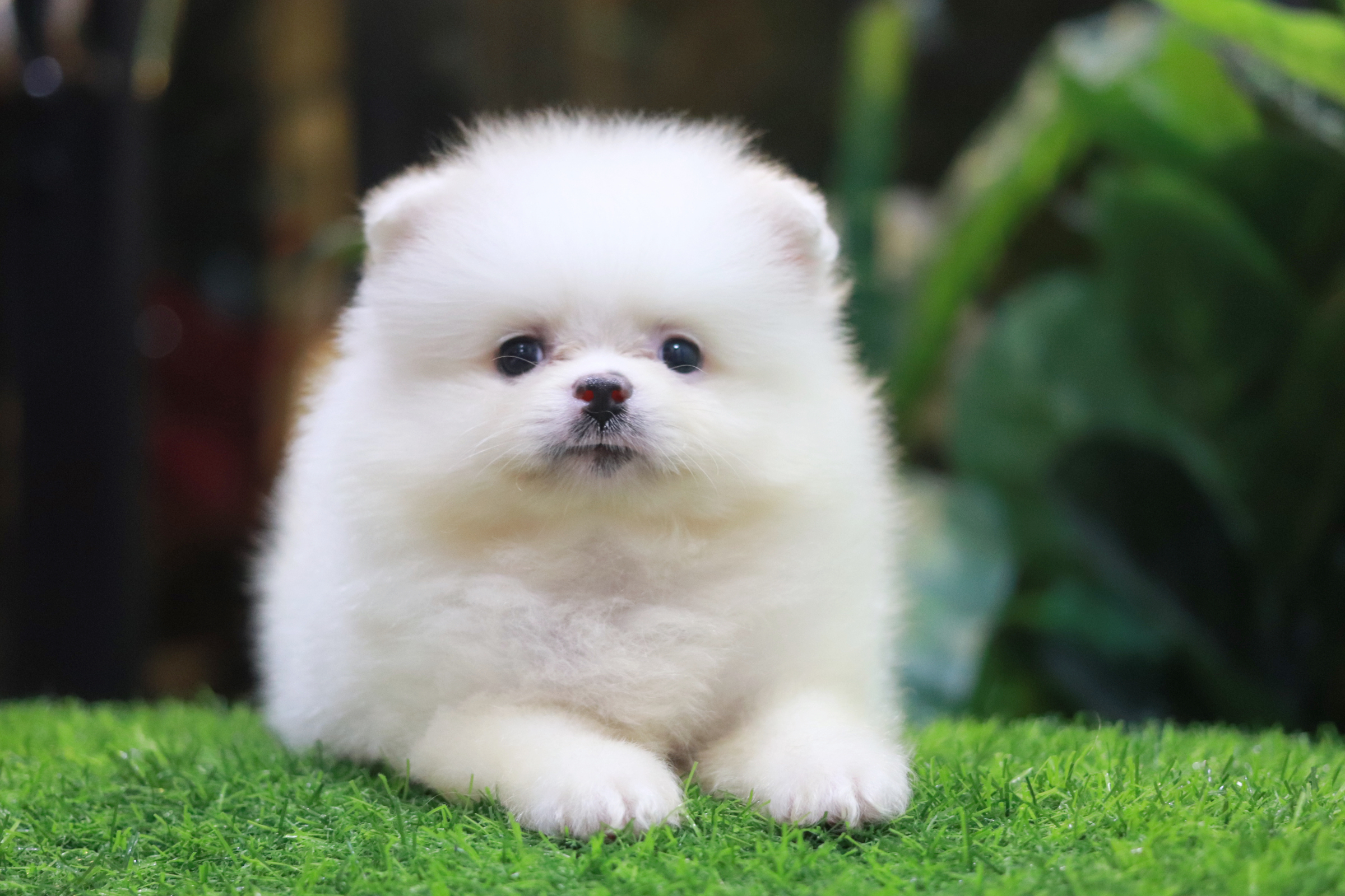 ปอมเมอเรเนียน เพศผู้สีขาว