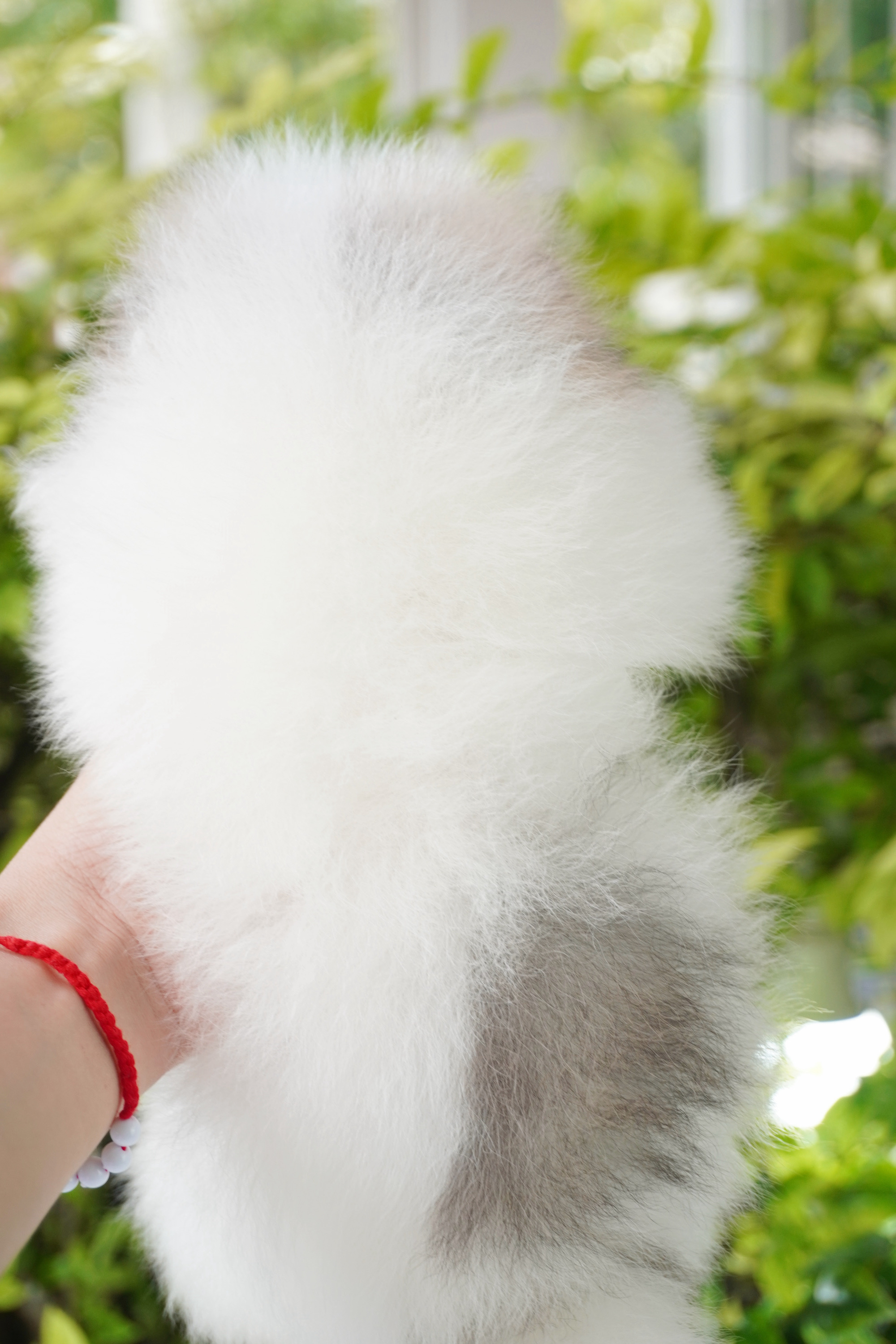 ปอมเมอเรเนียน เพศผู้สีแฟนซี เกรดโชว์