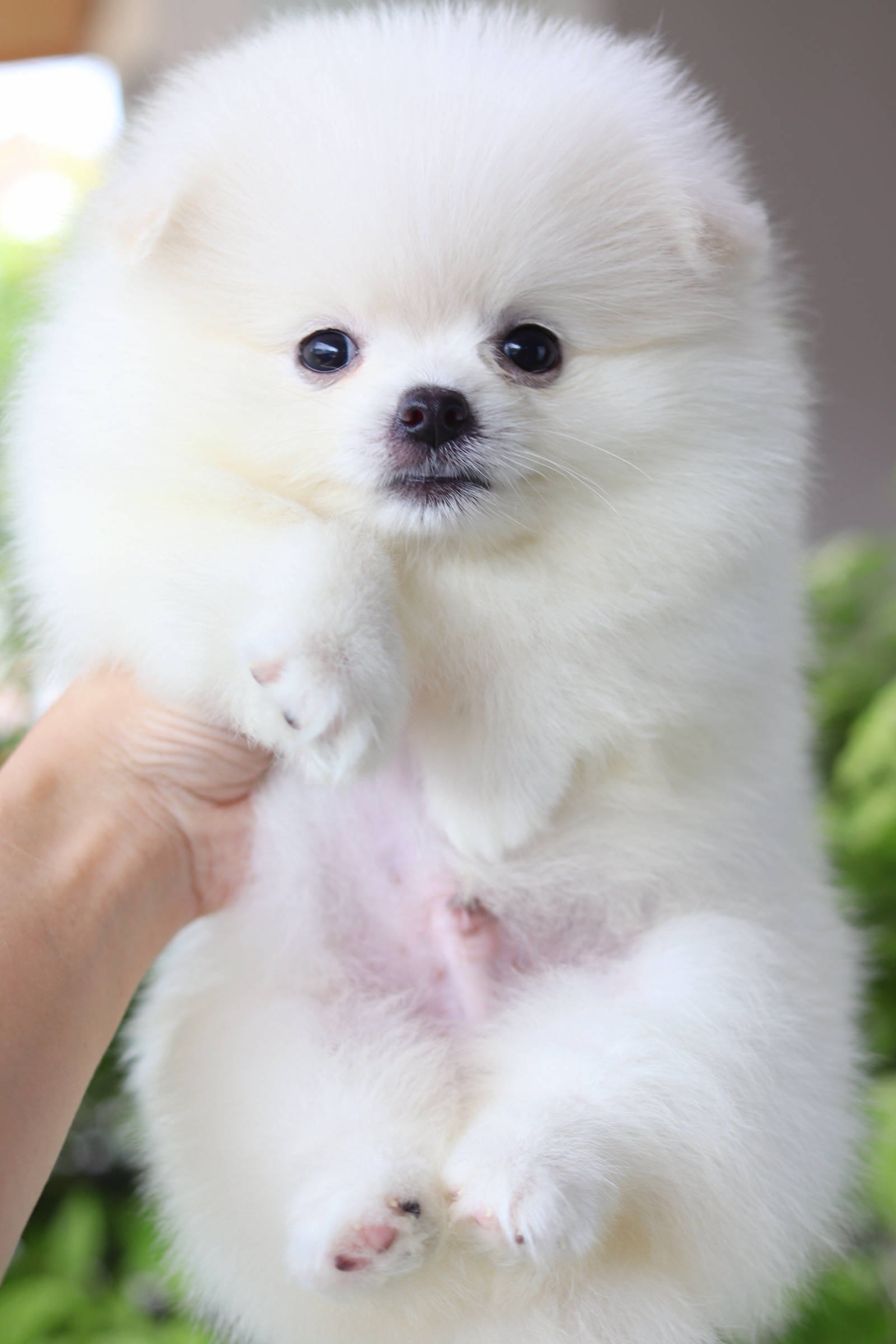 ปอมเมอเรเนียน เพศผู้สีขาวครีม