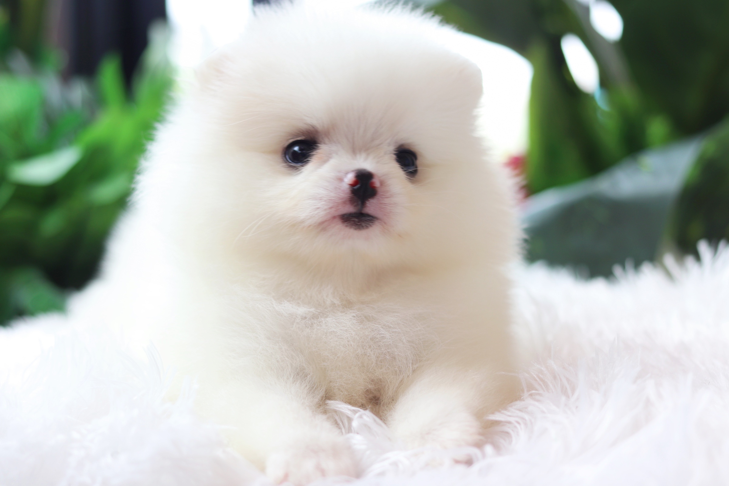 ปอมเมอเรเนียน เพศเมียสีขาวครีม