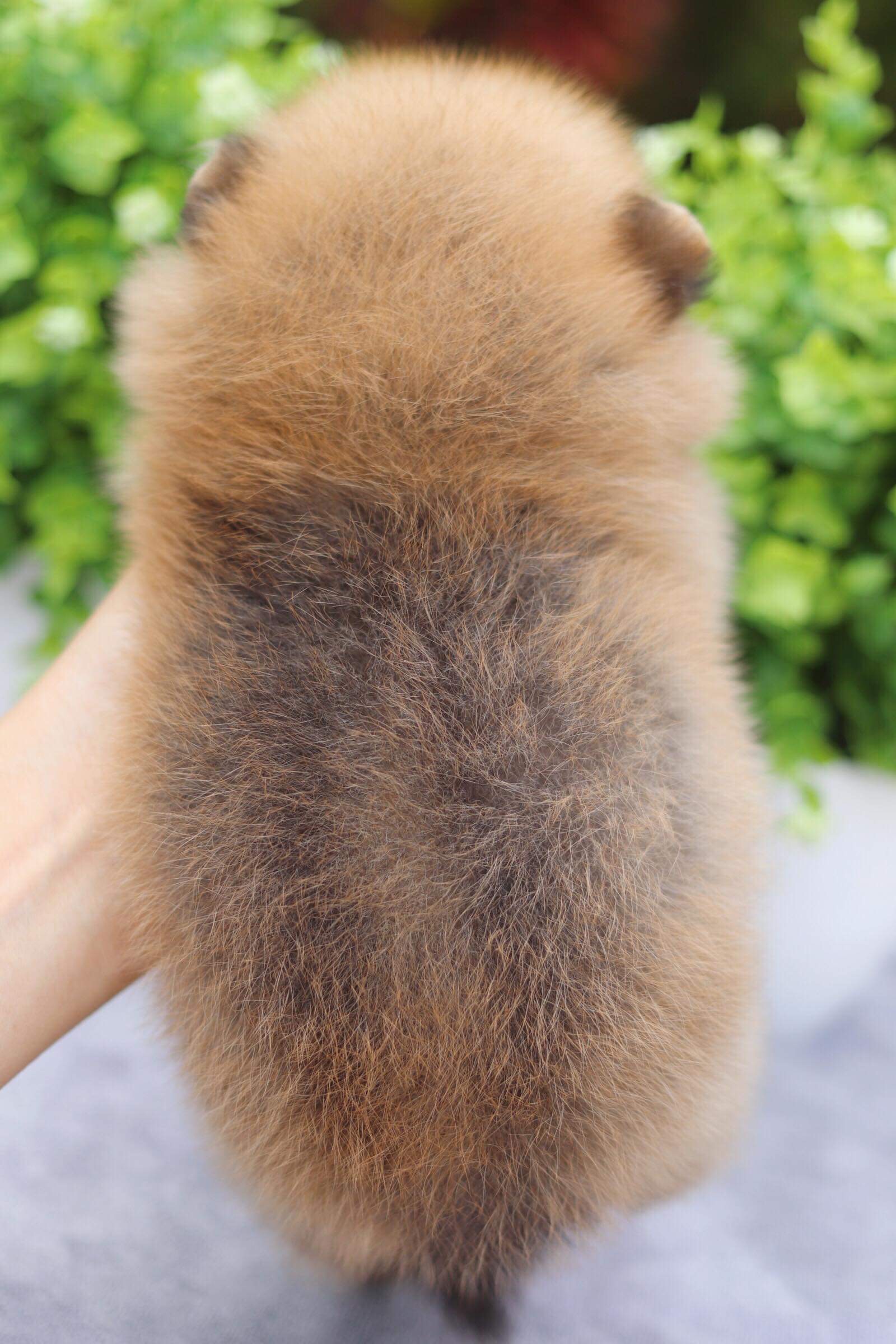 ปอมเมอเรเนียน เพศเมีย