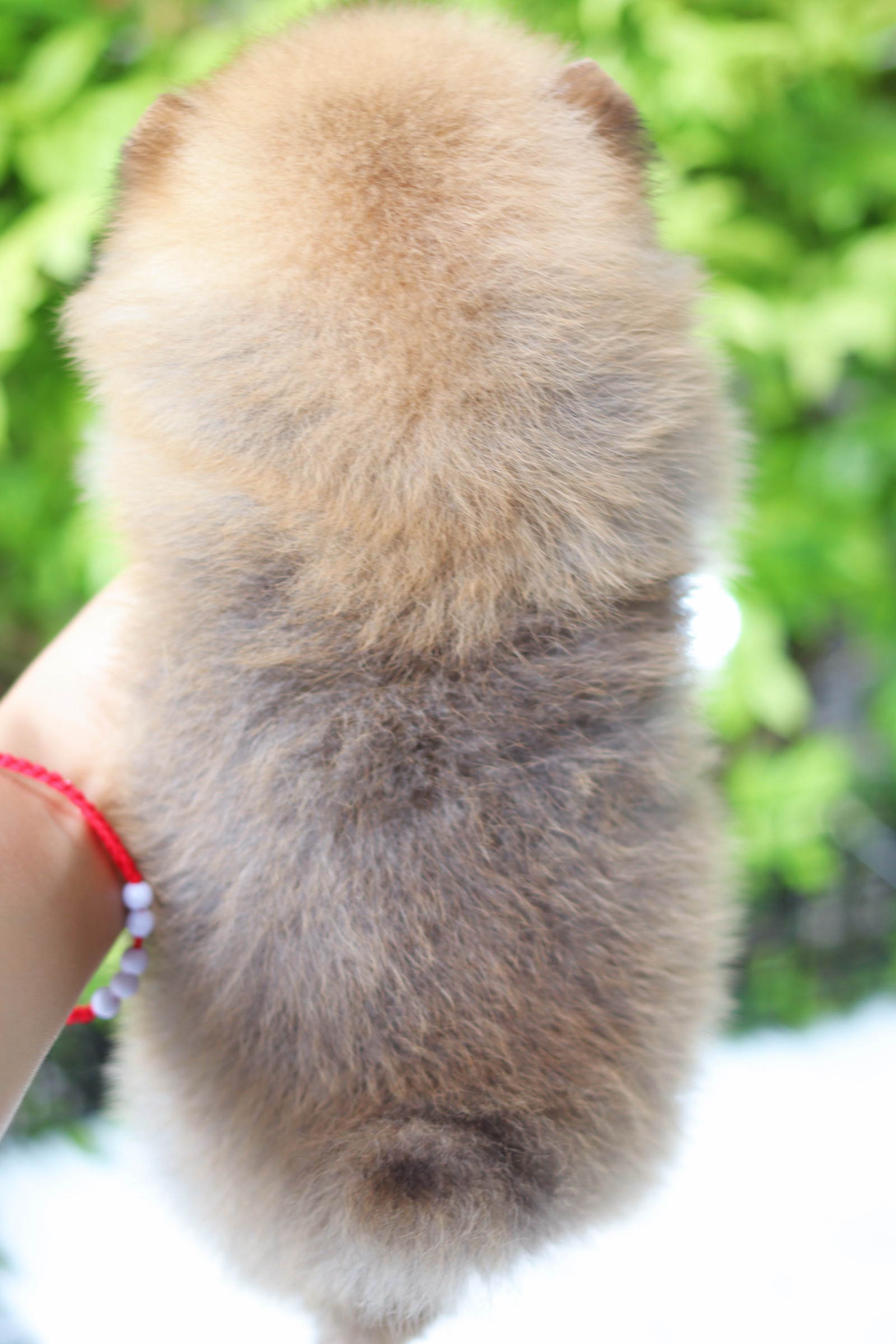 ปอมเมอเรเนียน เพศผู้สีส้ม