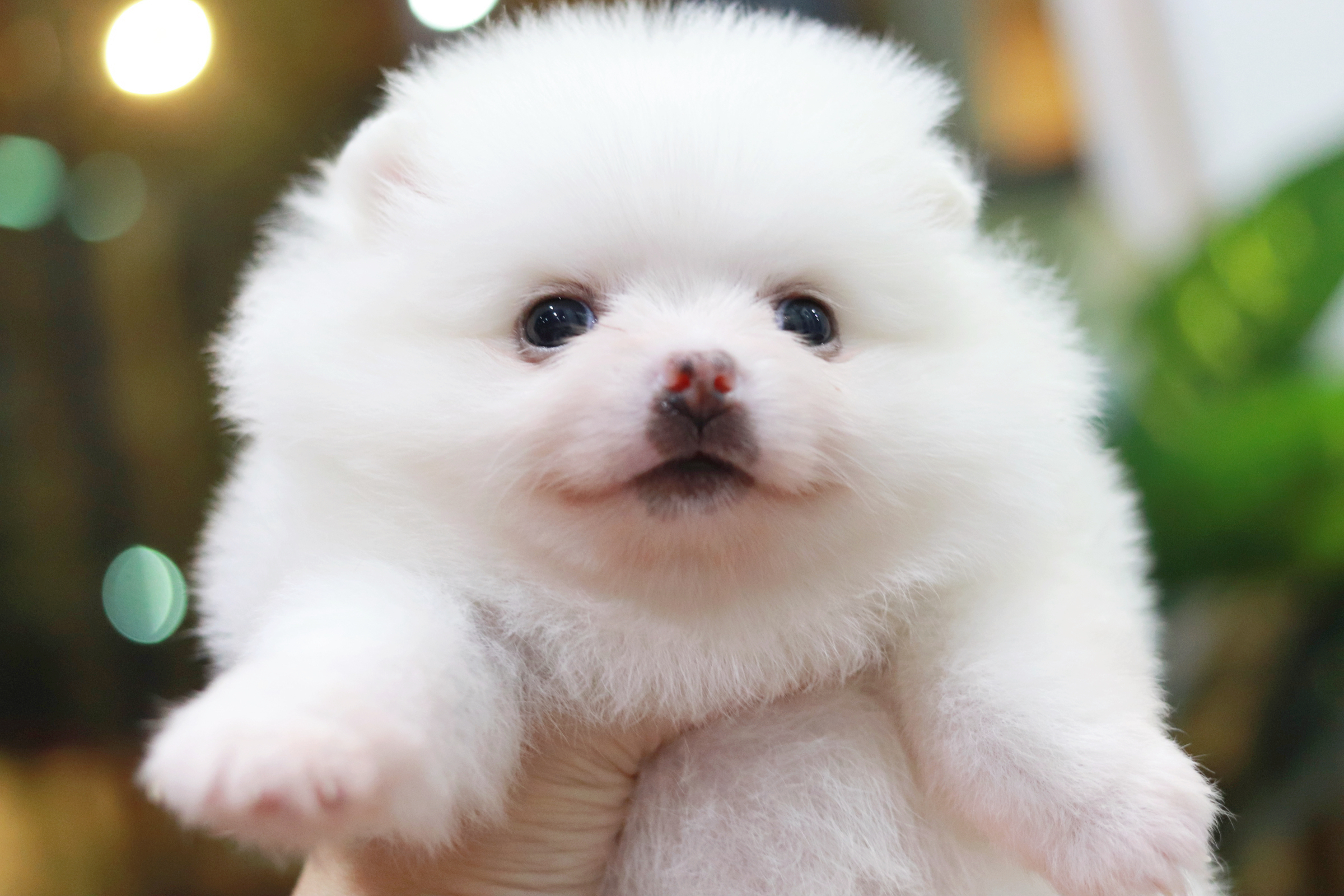 ปอมเมอเรเนียน เพศเมีย