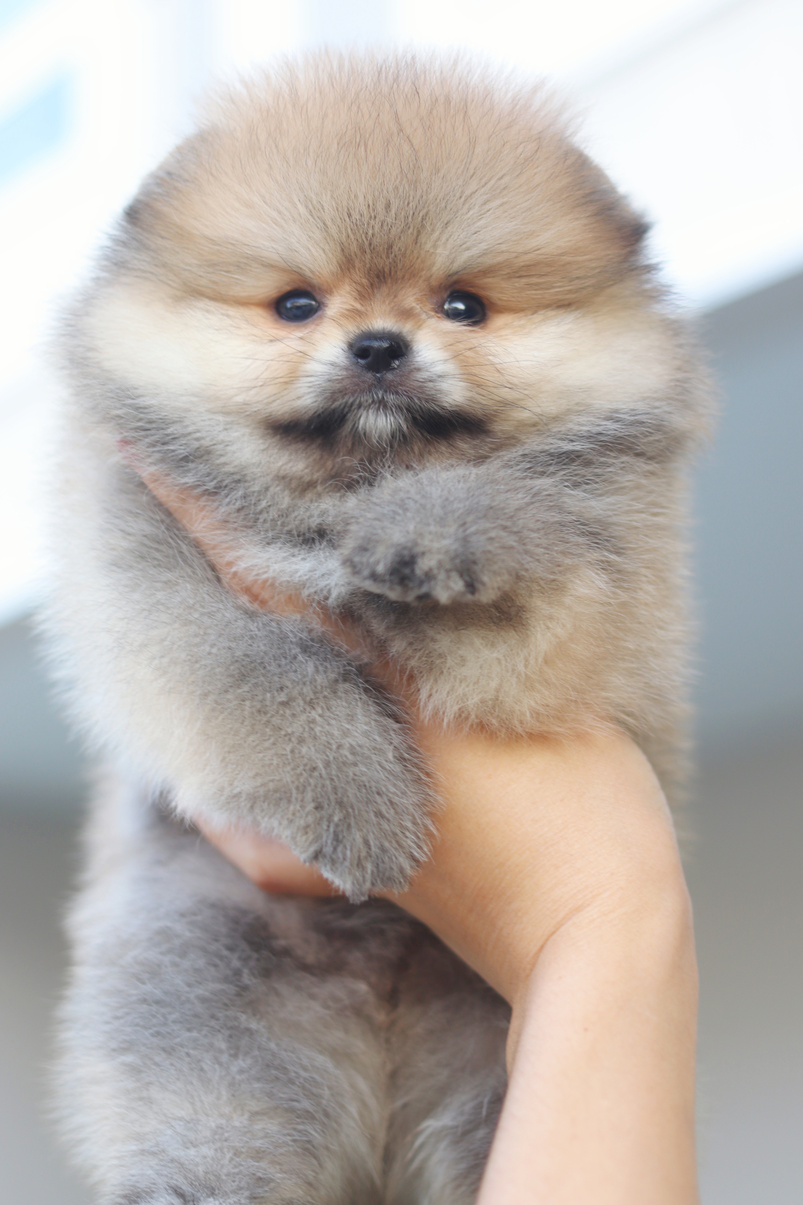 ปอมเมอเรเนียน เพศผู้สีส้ม