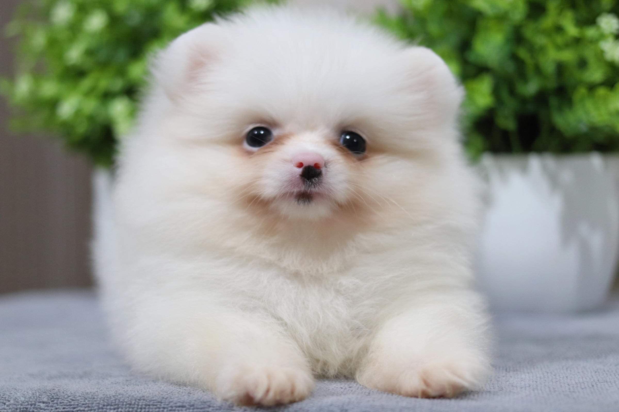 ปอมเมอเรเนียน เพศเมีย