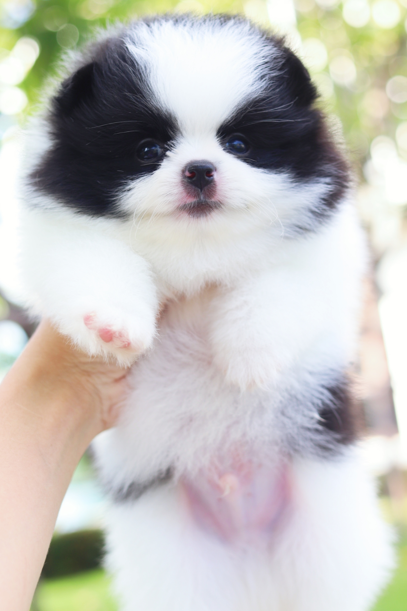 ปอมเมอเรเนียน เพศผู้สีแฟนซี