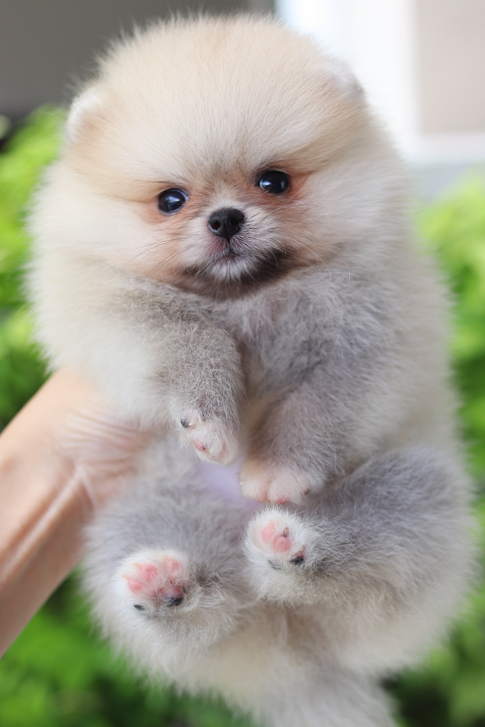 ปอมเมอเรเนียน เพศผู้สีส้ม เกรดโชว์