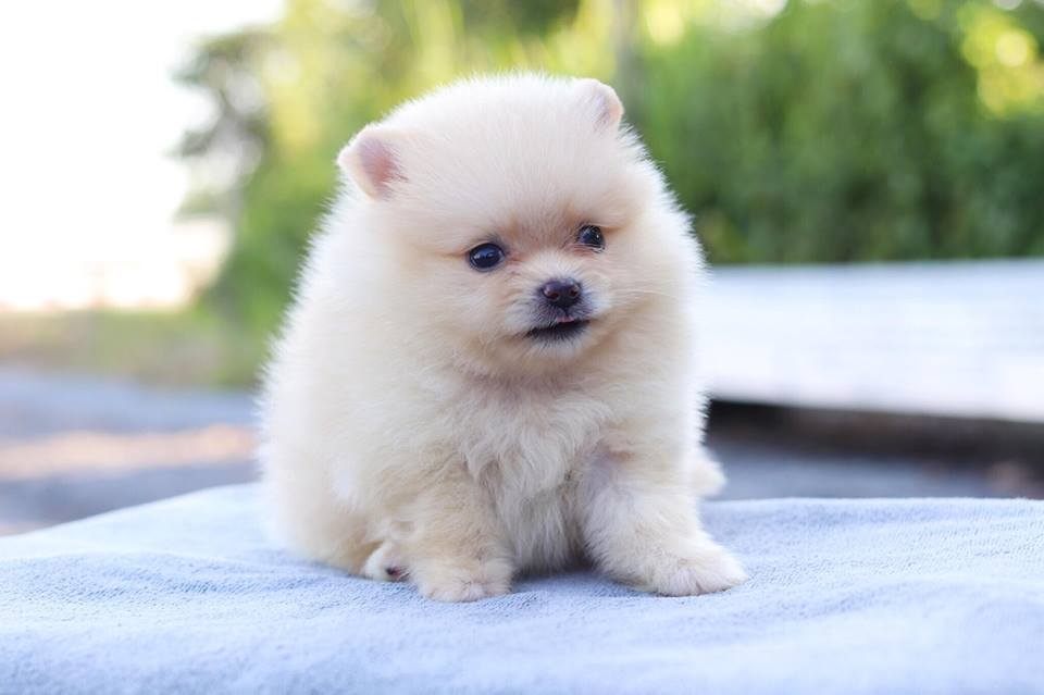 ปอมเมอเรเนียน เพศผู้